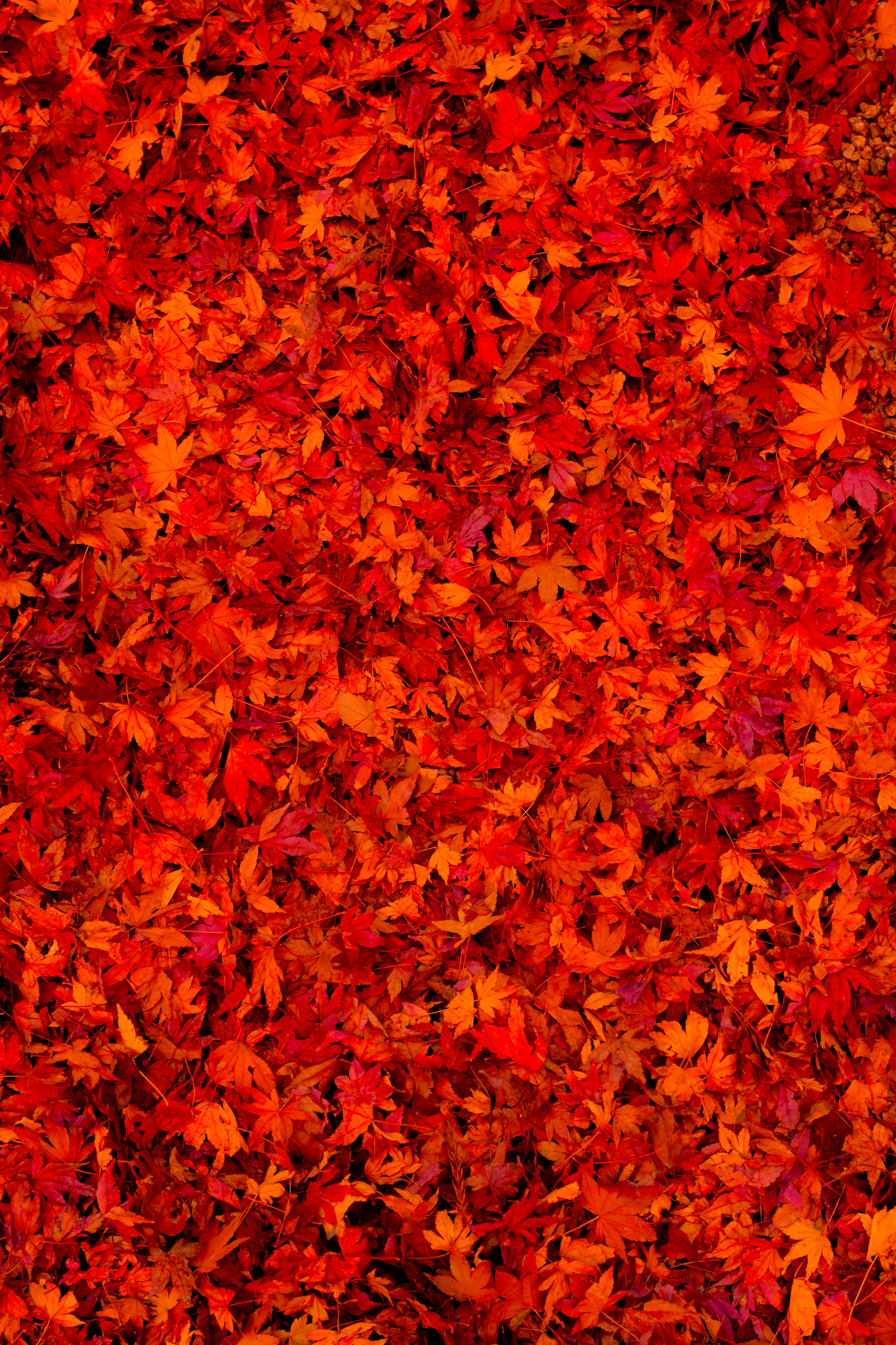android bright, fallen leaves, red, leaves, miscellanea, miscellaneous, fallen foliage