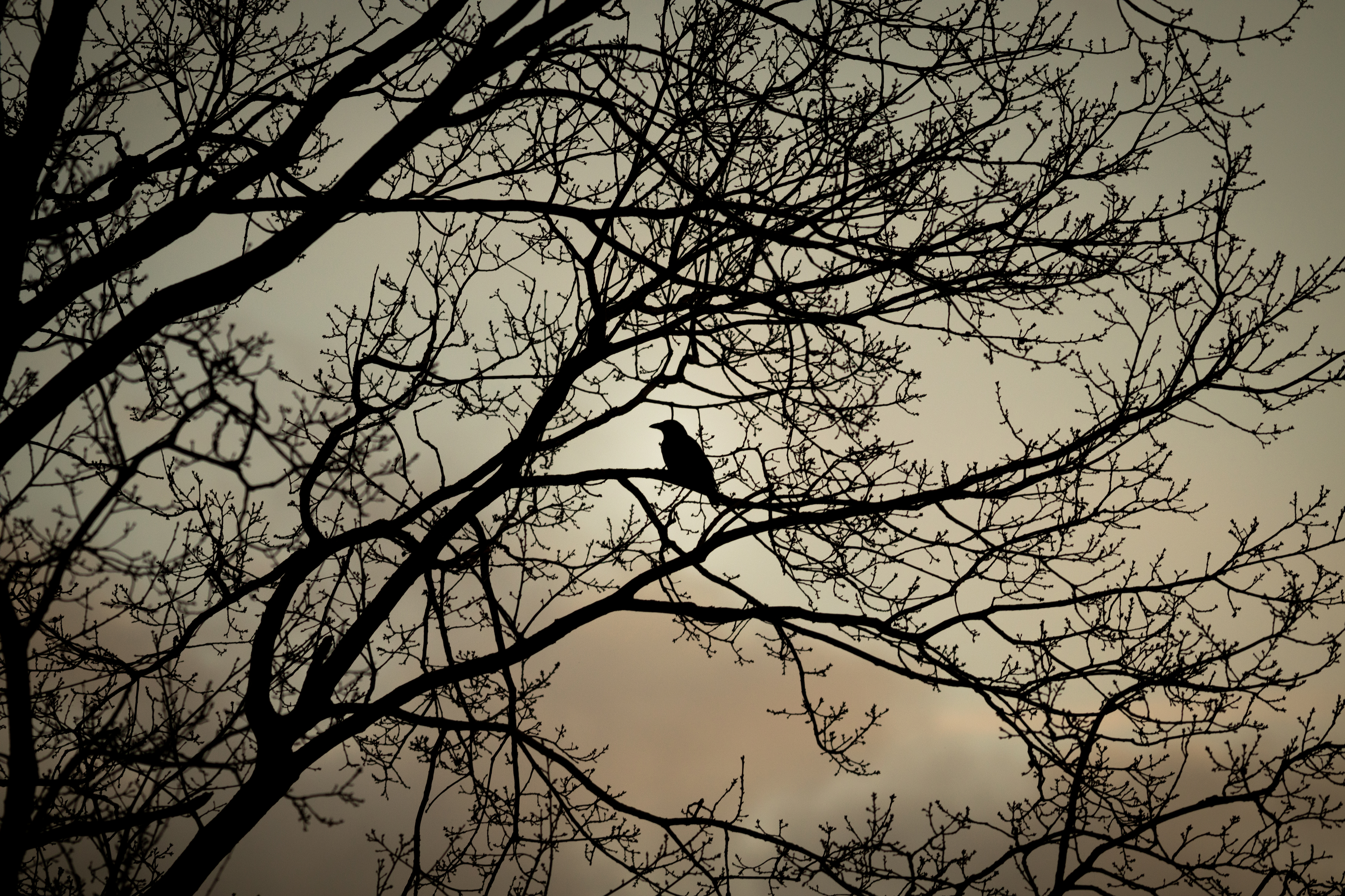 Download mobile wallpaper Crow, Branches, Animals, Chb, Bw, Bird for free.