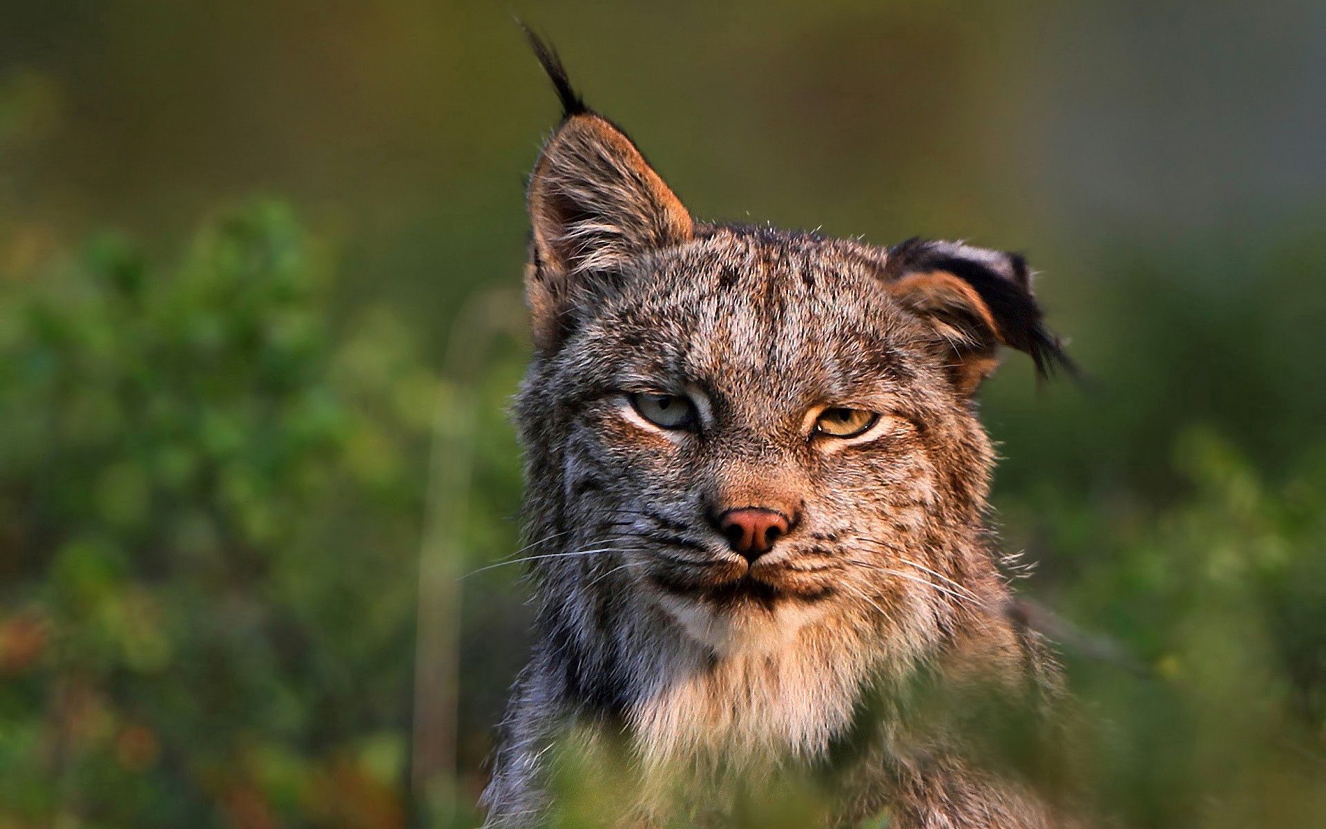 20 Lynx wallpapers HD  Download Free backgrounds