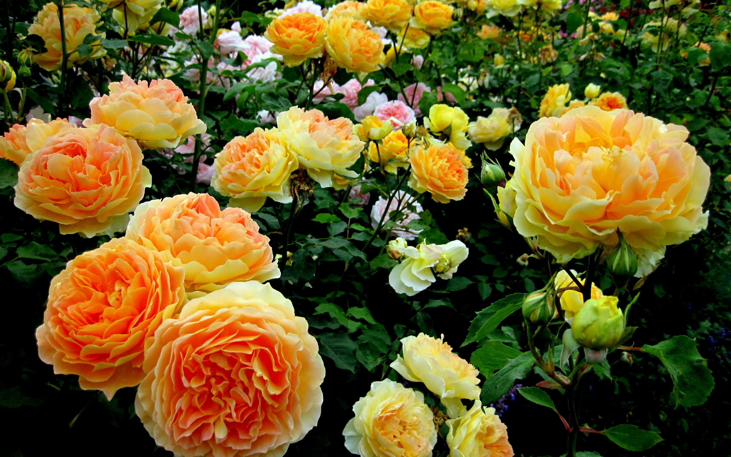 1437355 baixar papel de parede terra/natureza, arbusto de rosas, fechar se, flor, rosa, arbusto, flor amarela - protetores de tela e imagens gratuitamente