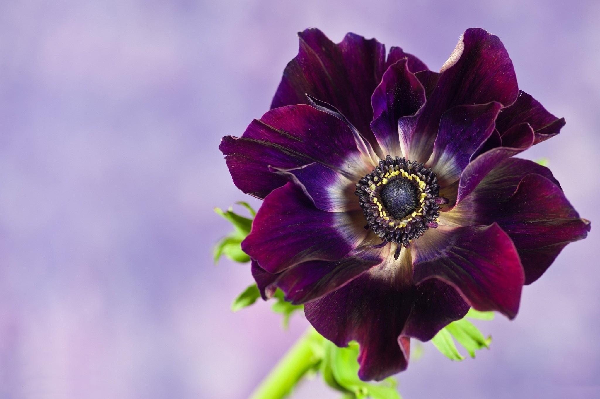 earth, anemone, flower, purple flower, flowers
