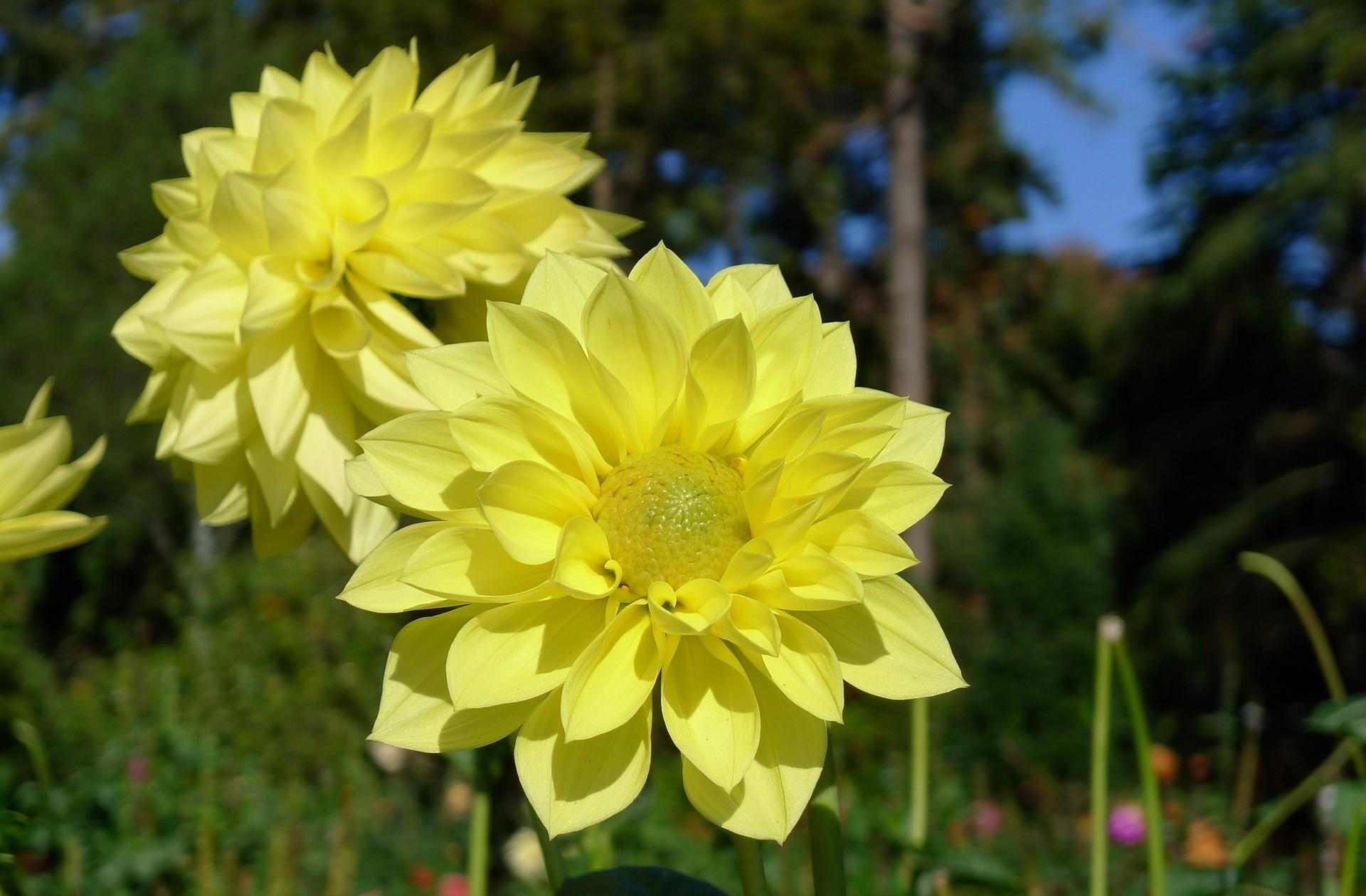 flowers, dahlias, yellow, close up 1080p