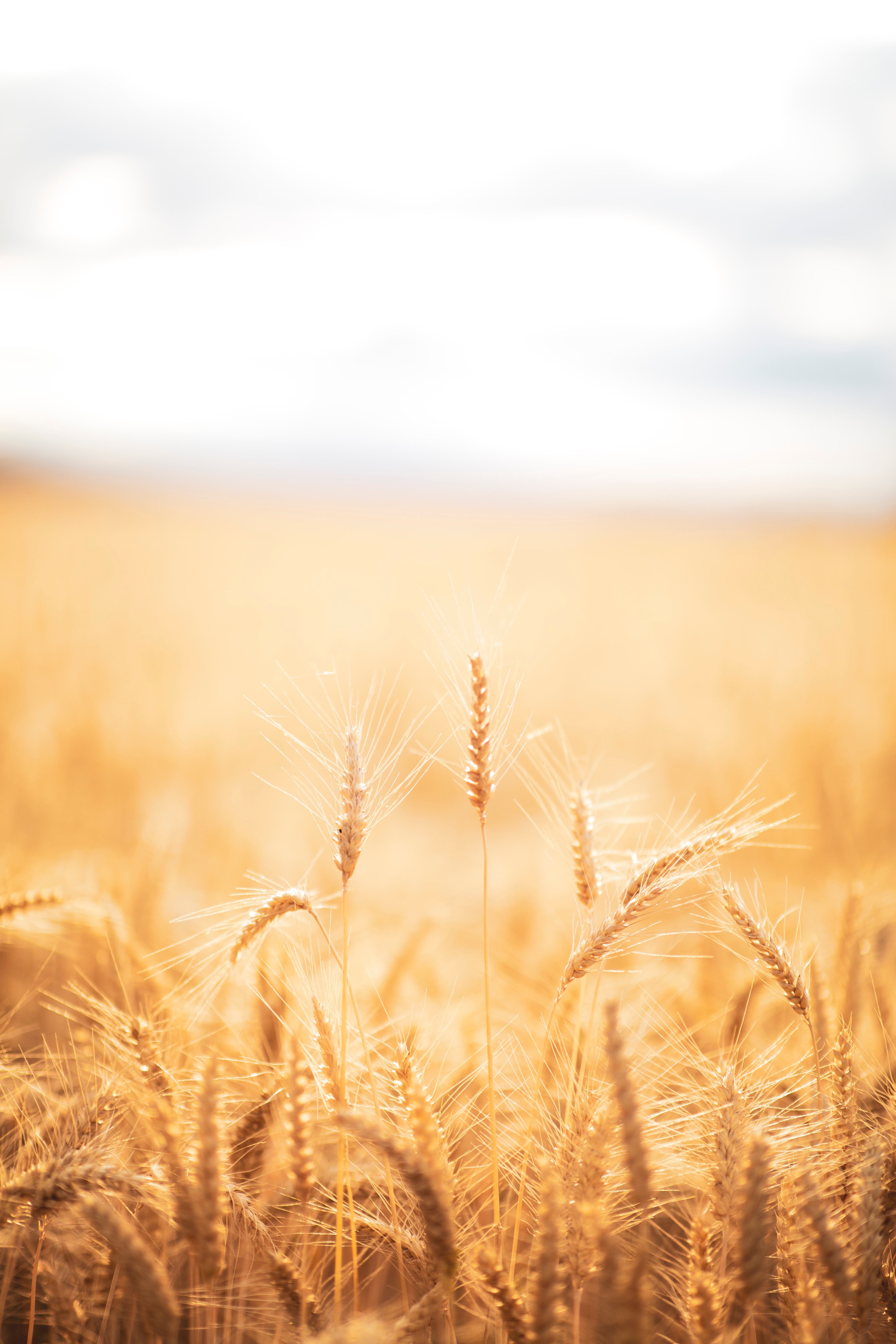 wheat, harvest, macro, spikelets, cones, field, dry
