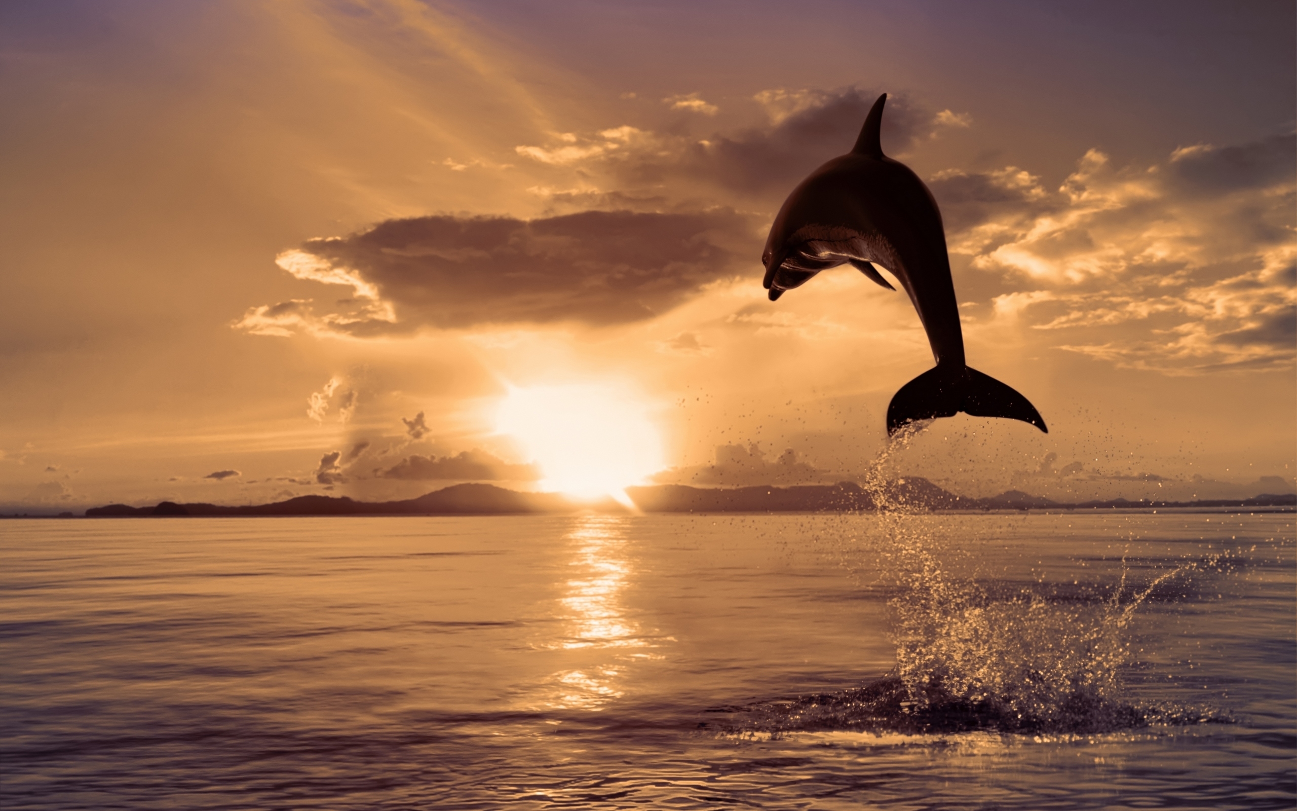 Живая природа дельфины. Дельфины на закате. Красивые картинки на рабочий стол. Красивые дельфины. Дельфины в море.