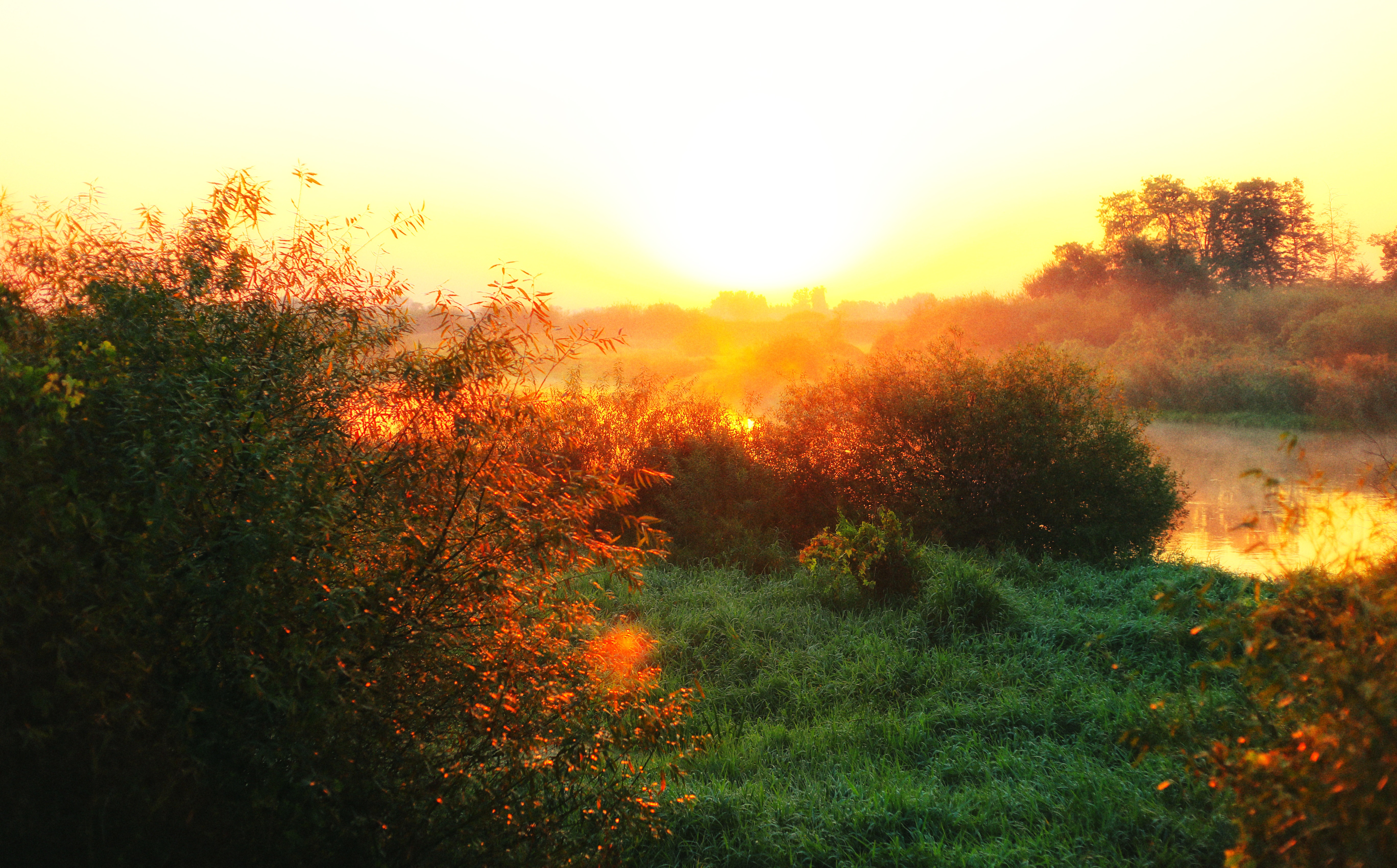 dawn, nature, rivers, grass, fog, morning, sunlight Phone Background