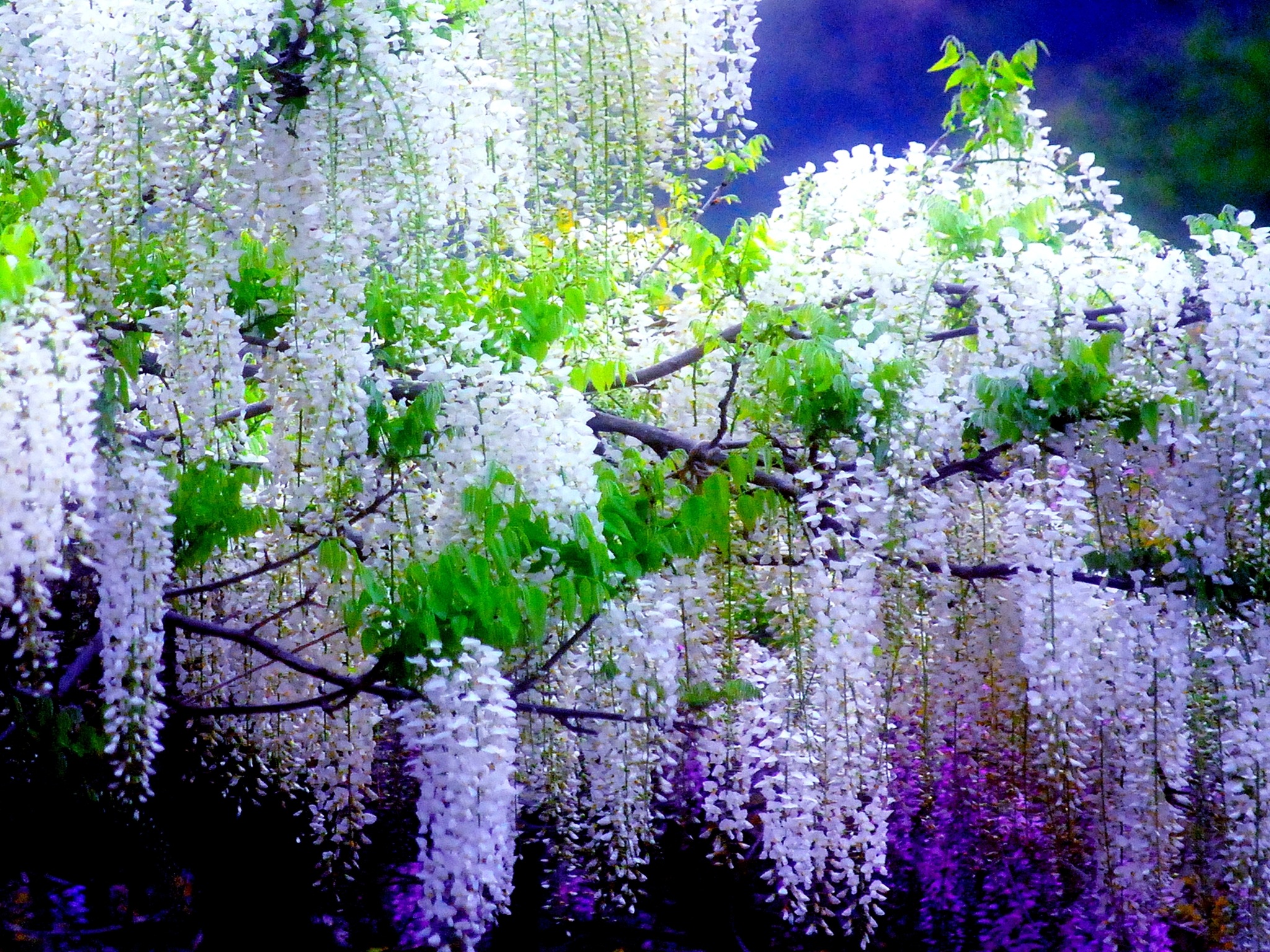 411573 скачать обои белый цветок, фиолетовый цветок, глициния, земля/природа, цветок, флауэрсы - заставки и картинки бесплатно