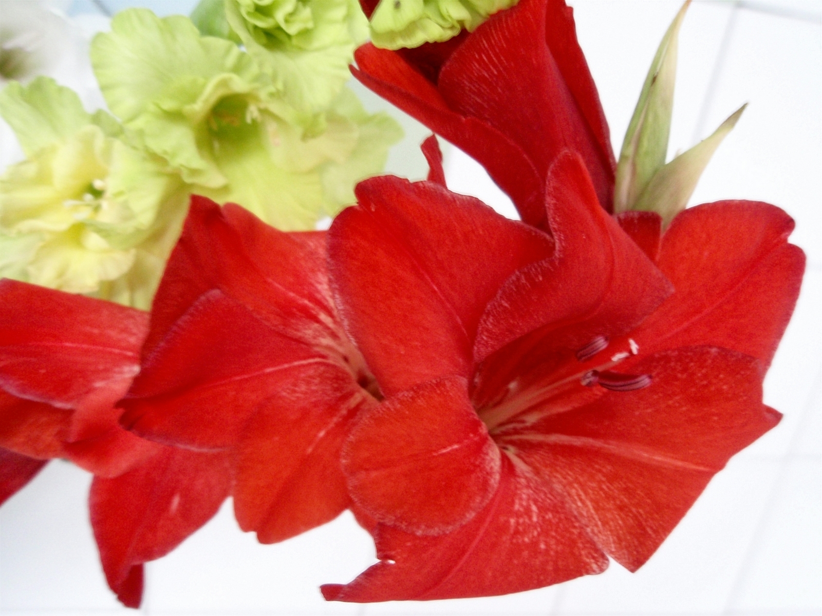 Free download wallpaper Plants, Flowers, Lilies on your PC desktop