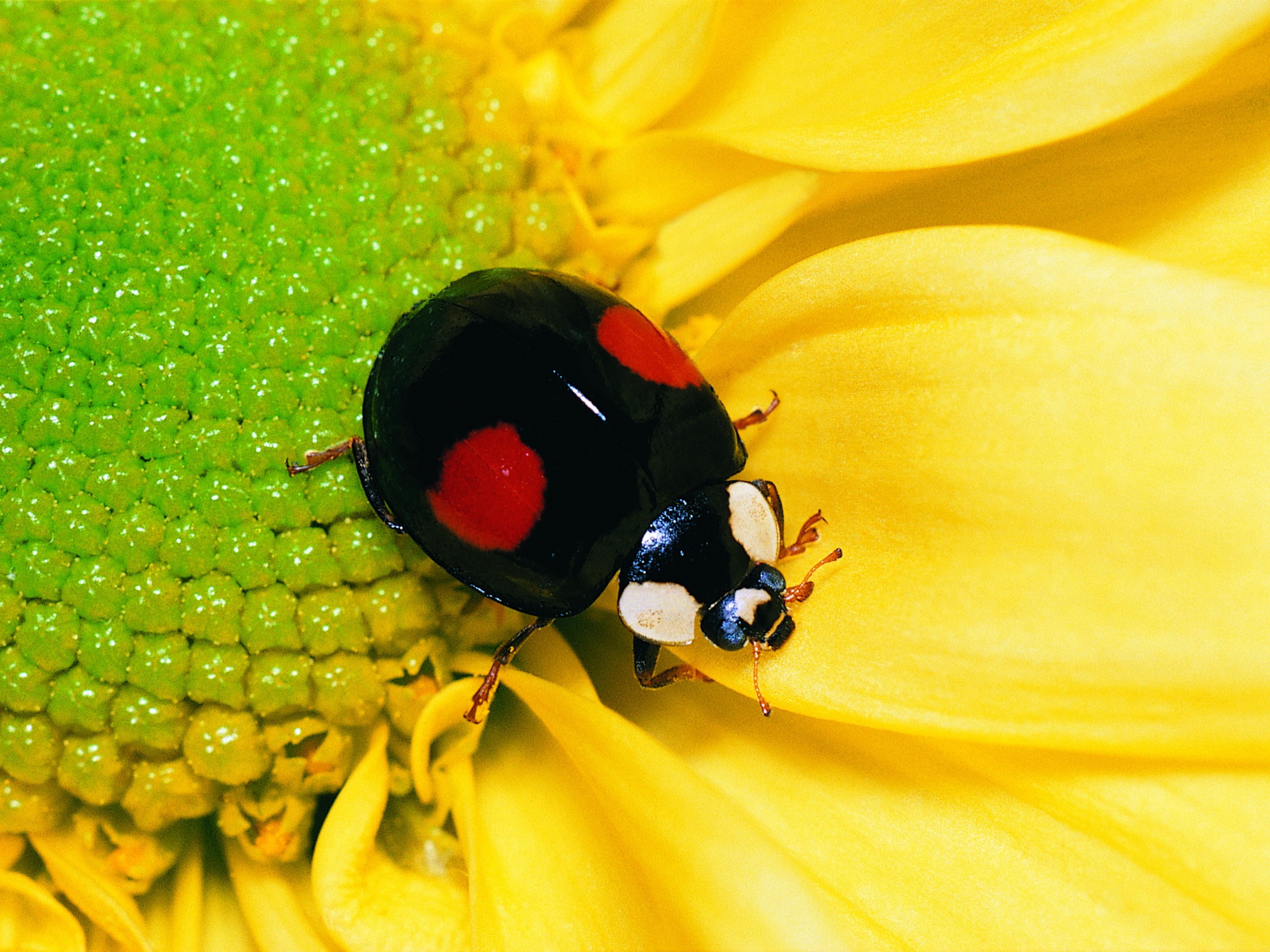 vertical wallpaper animal, ladybug, beetle, flower