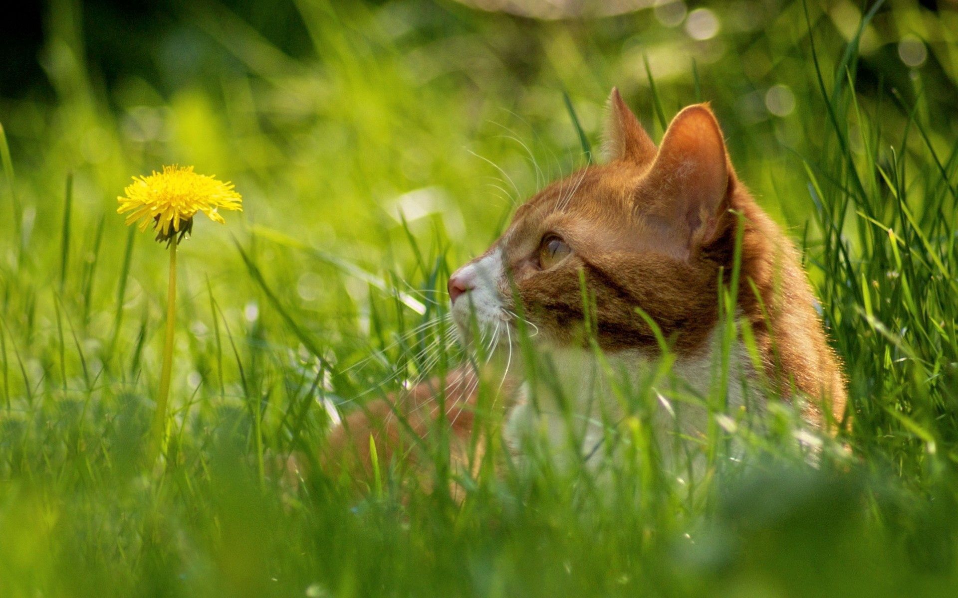 Laden Sie das Grass, Der Kater, Ausblenden, Tiere, Löwenzahn, Katze-Bild kostenlos auf Ihren PC-Desktop herunter