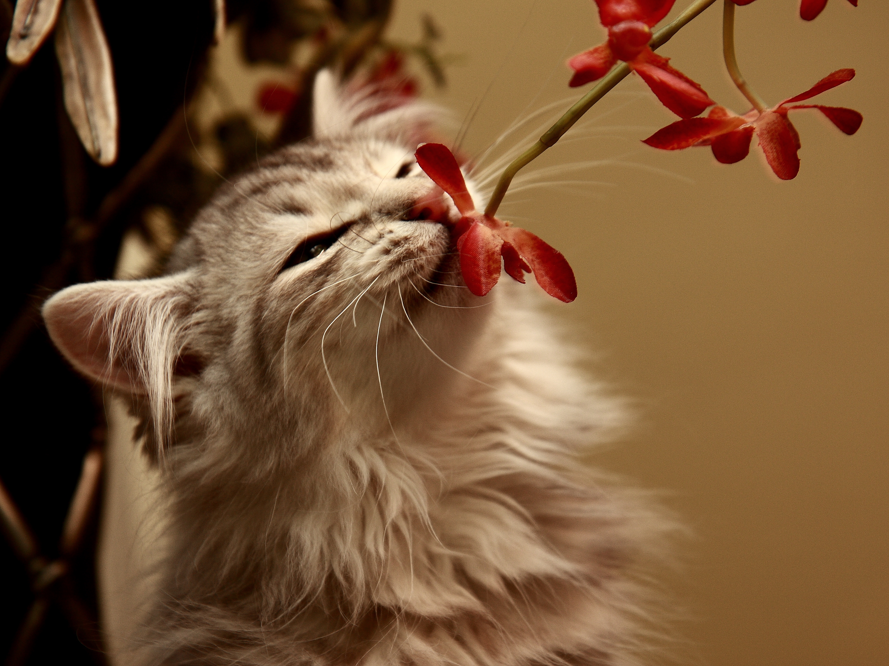 61860 скачать картинку котёнок, животные, цветок, запах - обои и заставки бесплатно