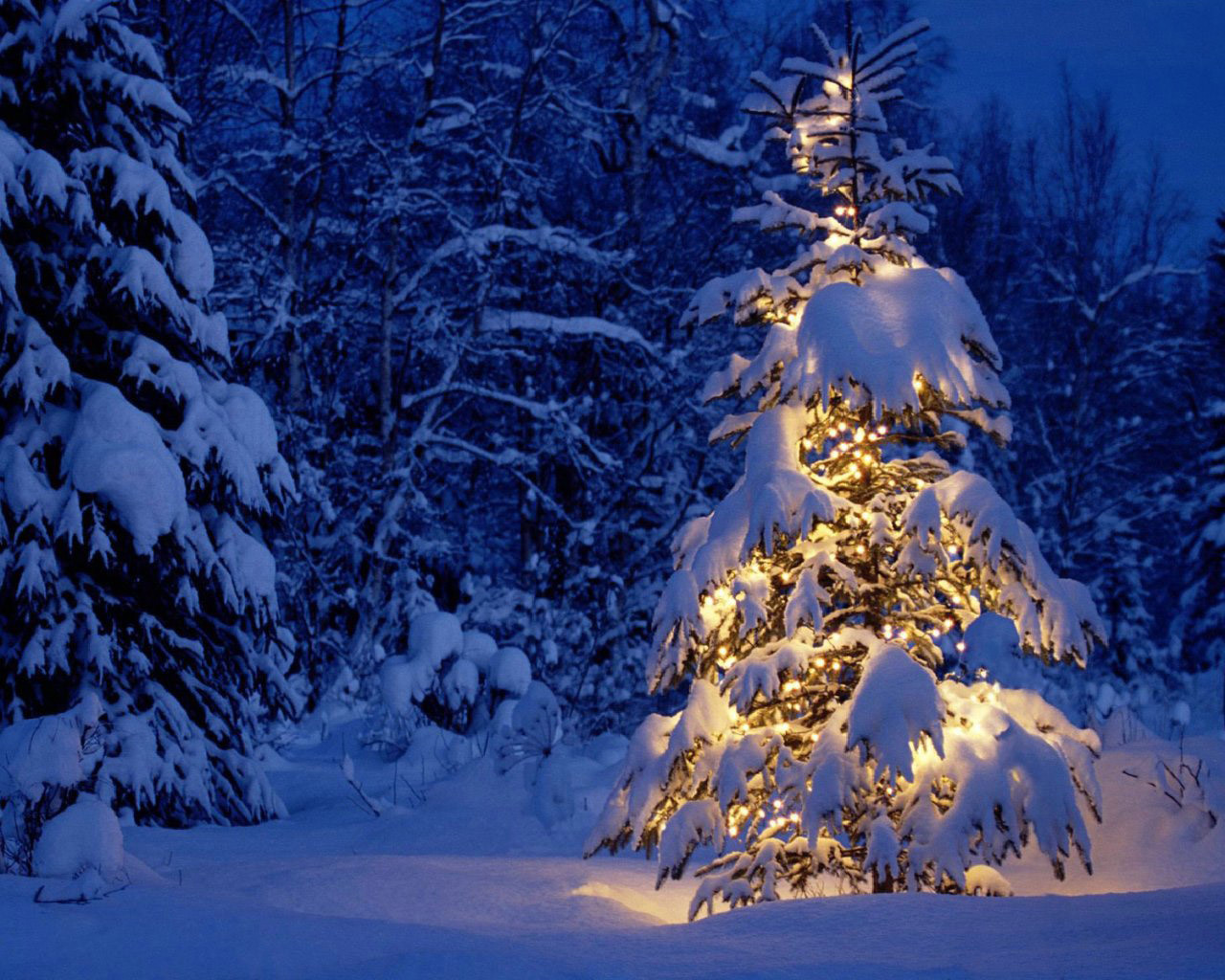 20120 Hintergrundbild herunterladen weihnachten, feiertage, winter, neujahr, schnee, tannenbaum, blau - Bildschirmschoner und Bilder kostenlos