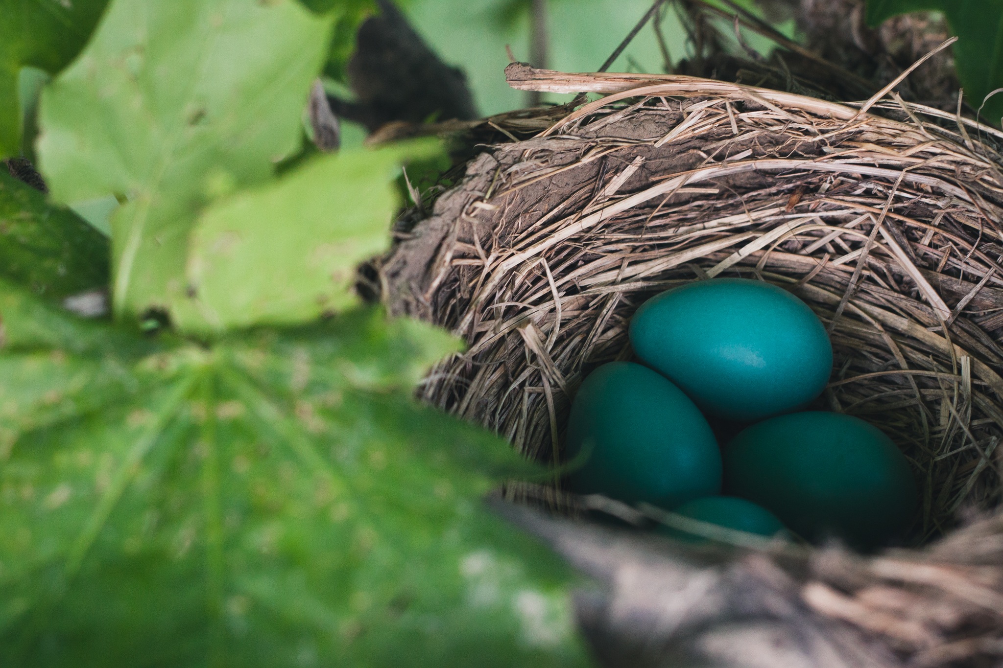 nature, eggs, nest, thrush