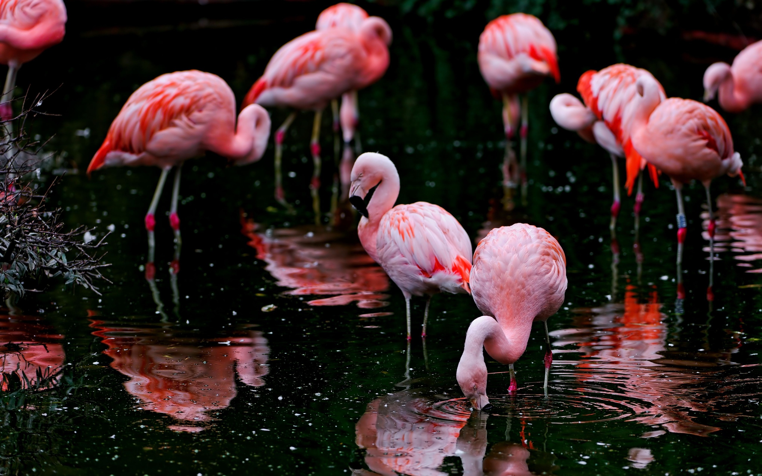 Фламинго на озере