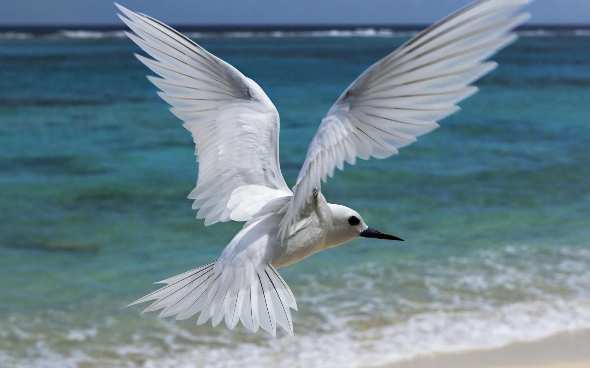 258632 免費下載壁紙 动物, 燕鸥, 鸟, 飞行, 鸟类 屏保和圖片
