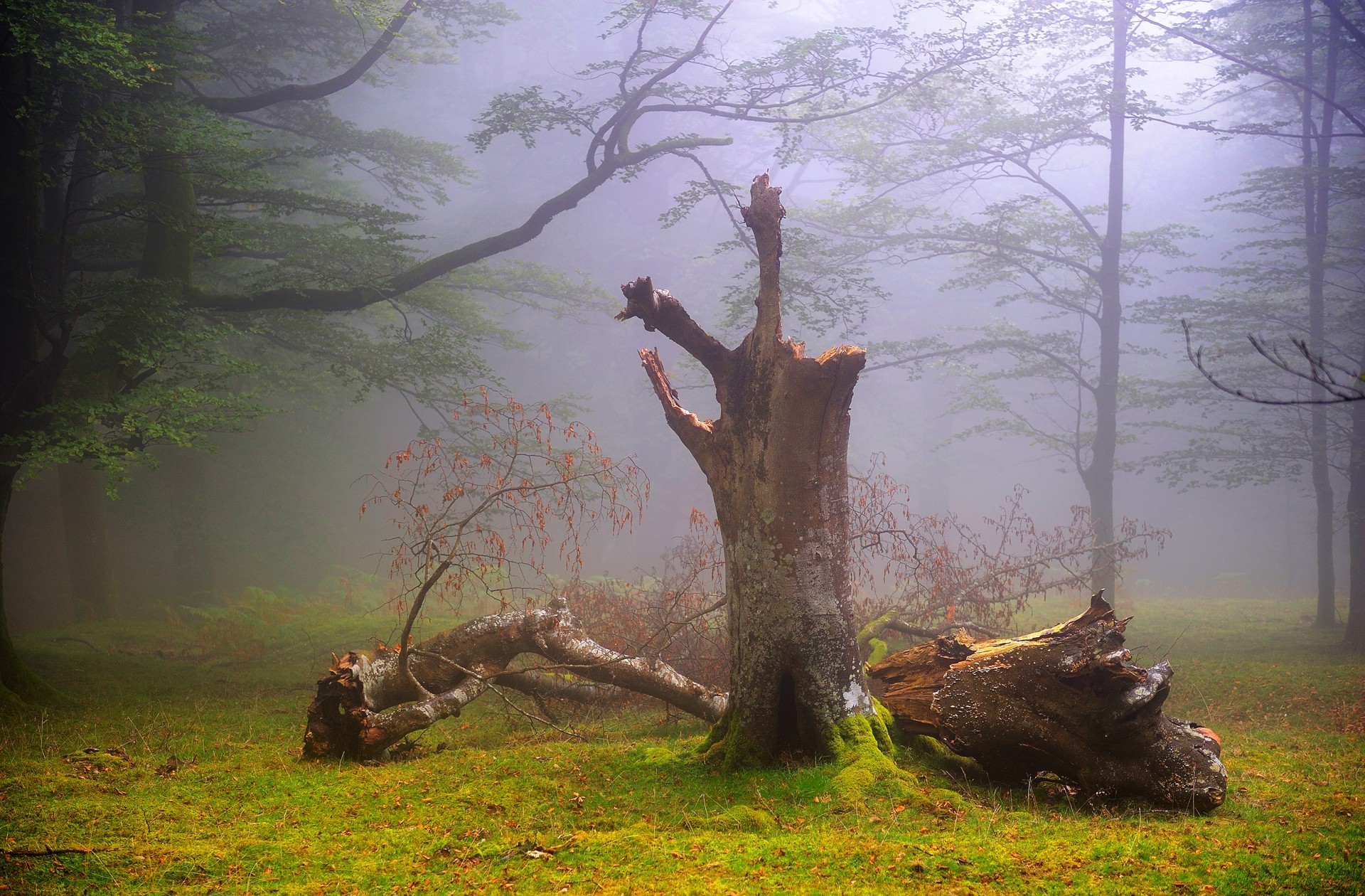 Cool Wallpapers earth, tree, fog, forest, trunk, trees