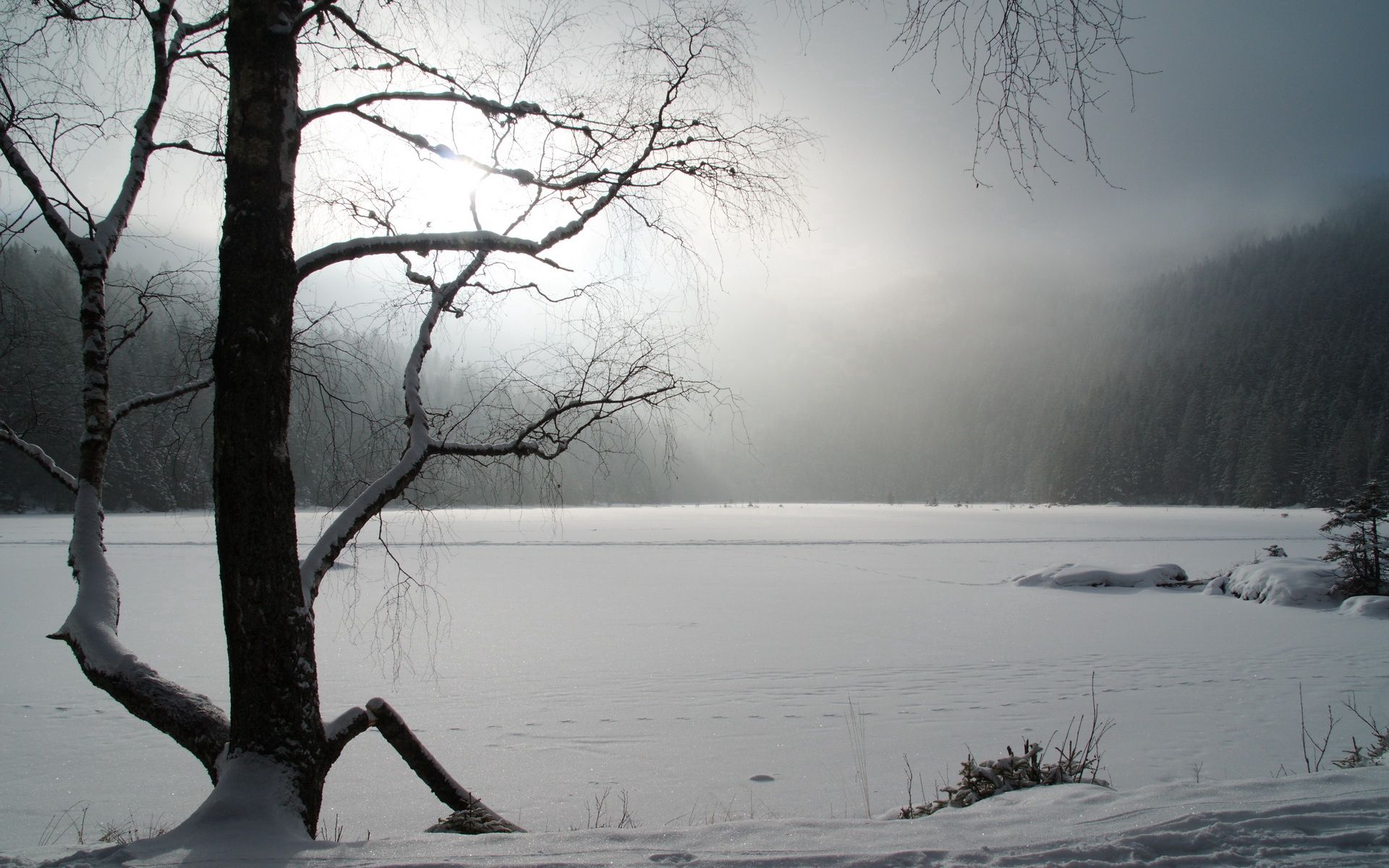 frozen, winter, nature, snow, lake, wood, tree lock screen backgrounds