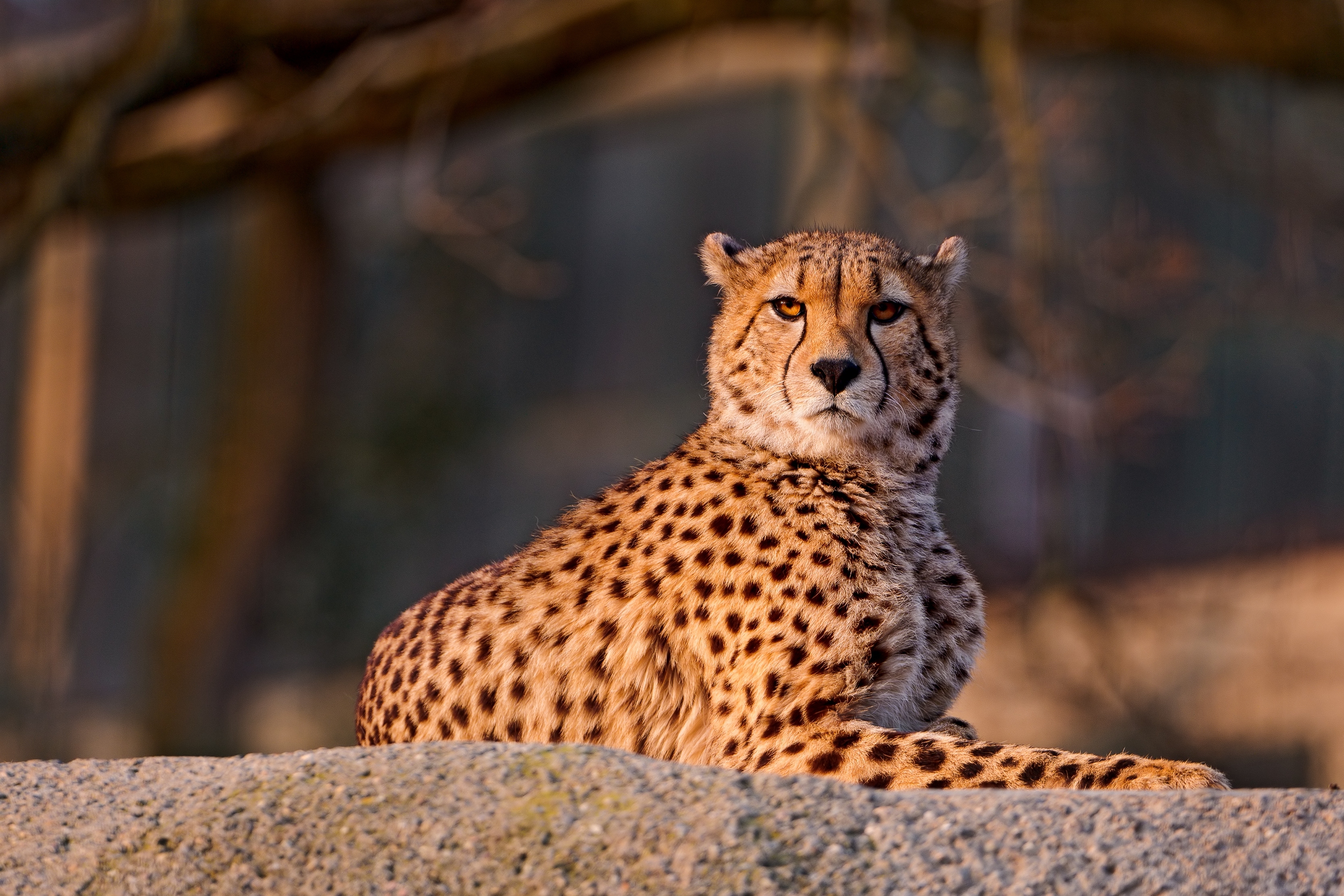 big cat, cheetah, animals, to lie down, lie, spotted, spotty, predator HD wallpaper