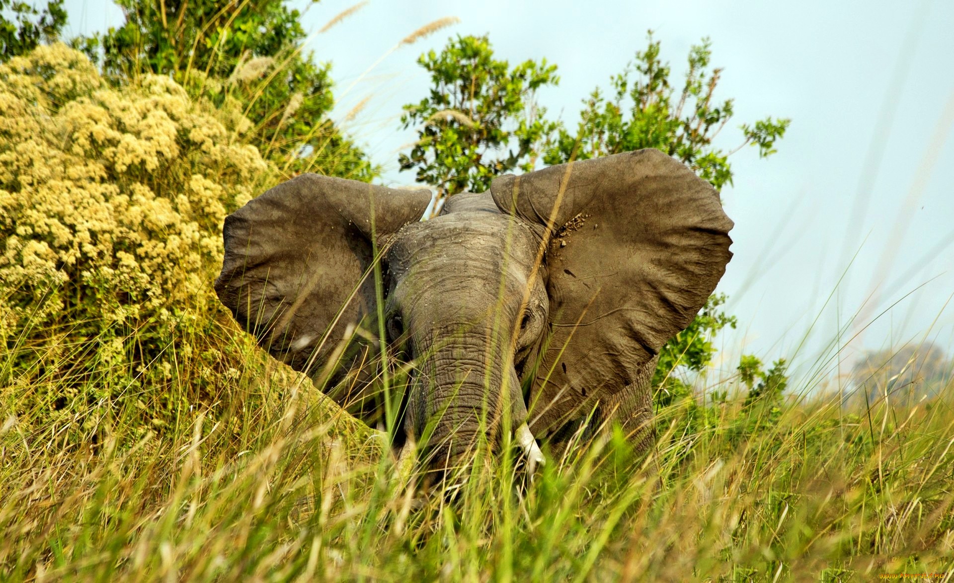 Слоновая трава и слон