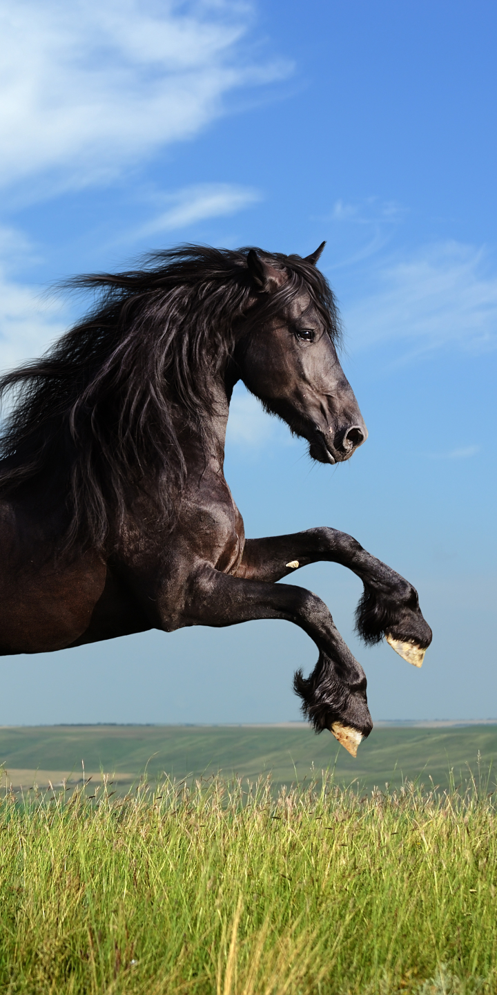 animal, friesian horse, horse QHD