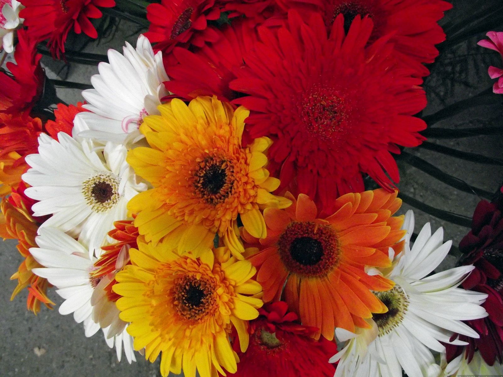Laden Sie das Gerbera, Hell, Strauß, Bouquet, Verschieden, Anders, Blumen-Bild kostenlos auf Ihren PC-Desktop herunter