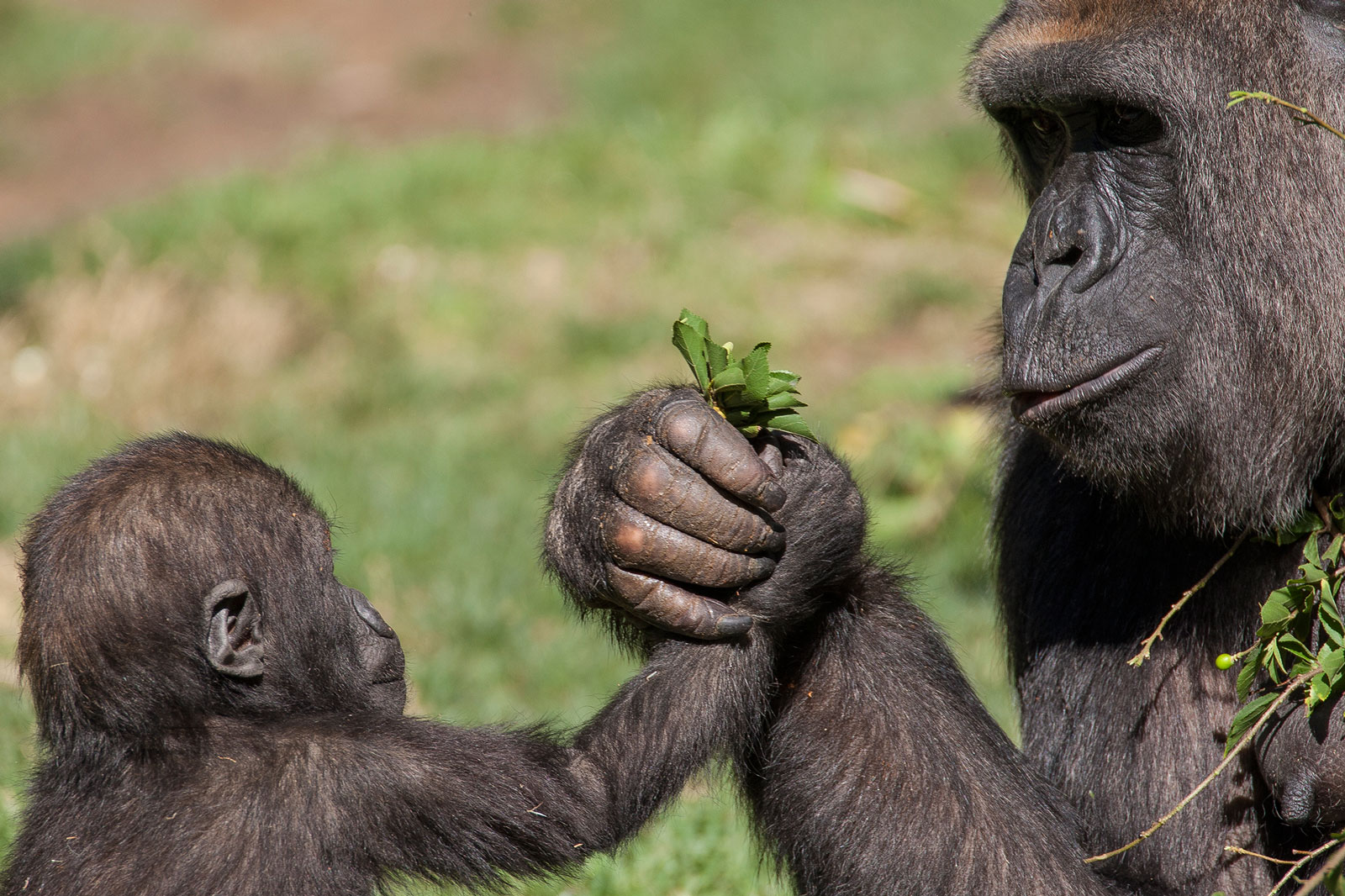 Обезьяны шимпанзе и гориллы