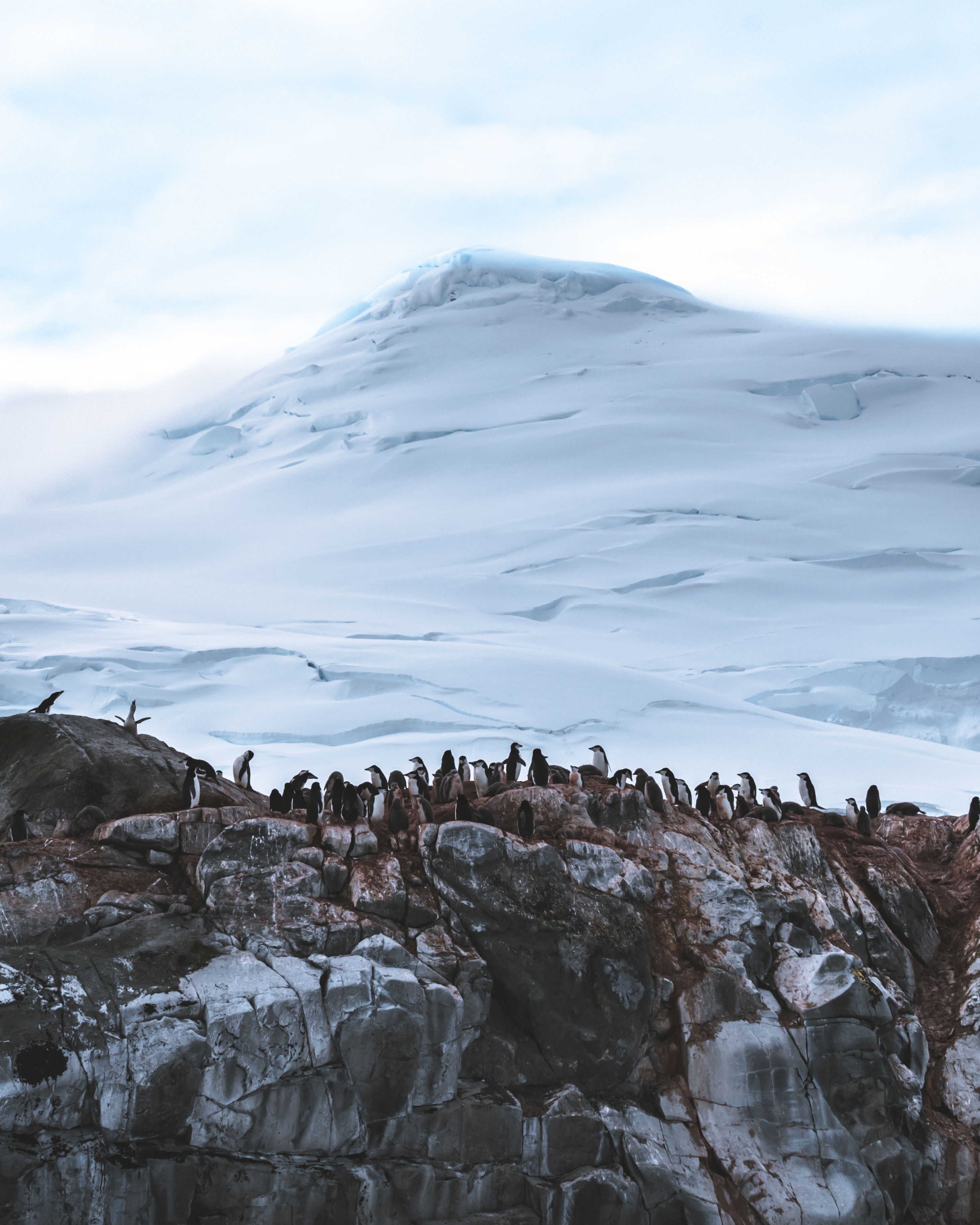 Download mobile wallpaper Snow, Mountain, Animals, Glacier, Pinguins, Antarctica for free.