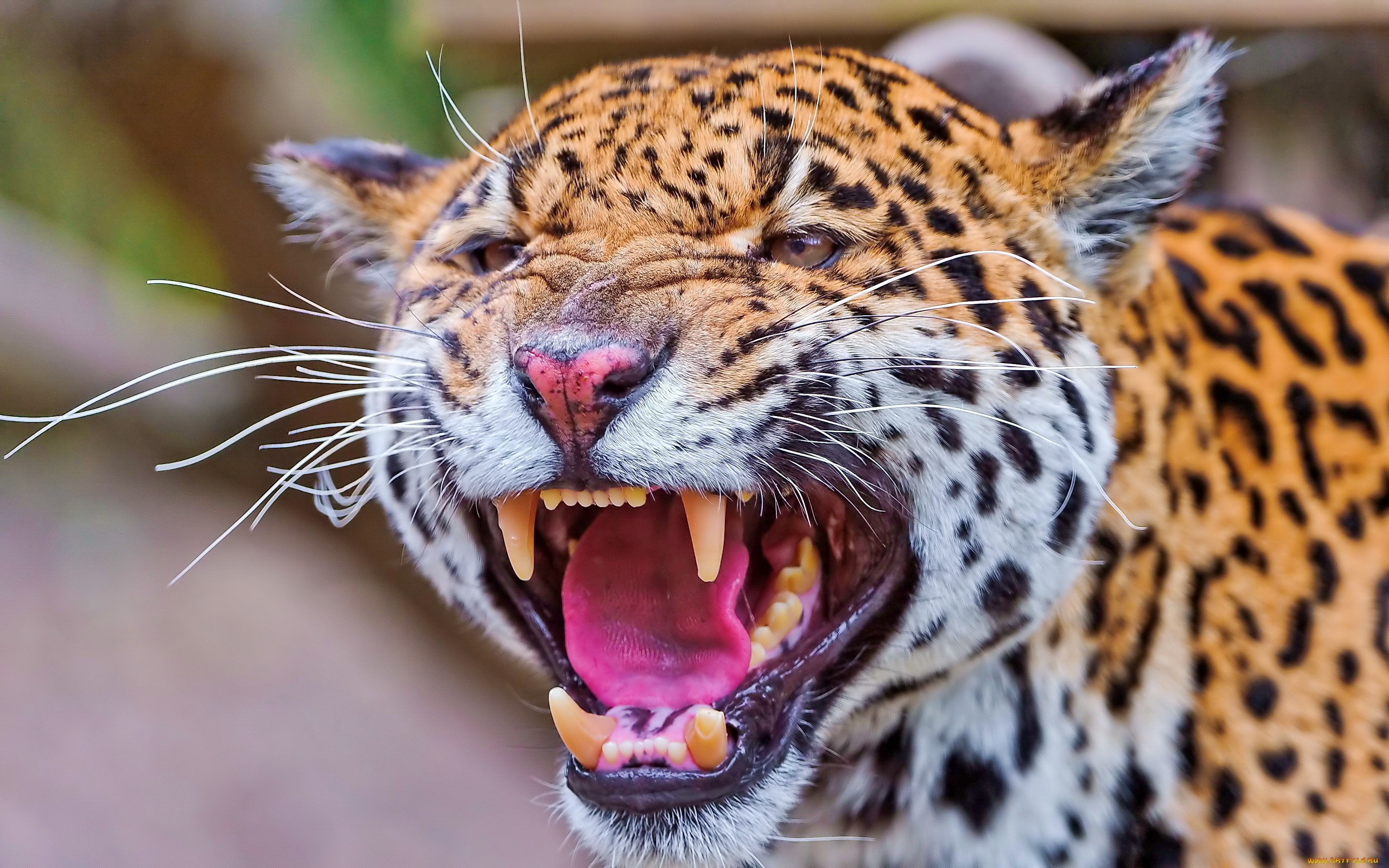 Laden Sie das Jaguar, Tiere-Bild kostenlos auf Ihren PC-Desktop herunter