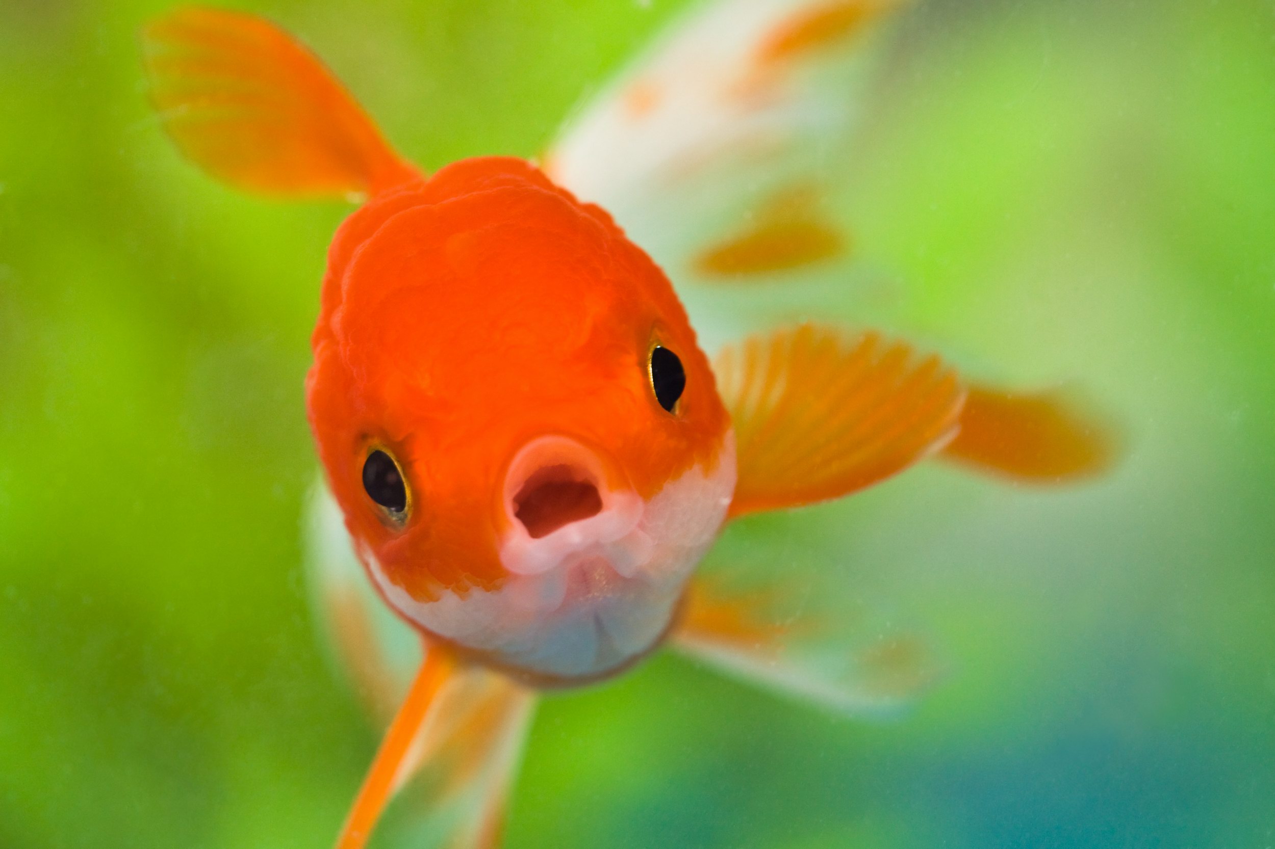  Goldfish HQ Background Wallpapers