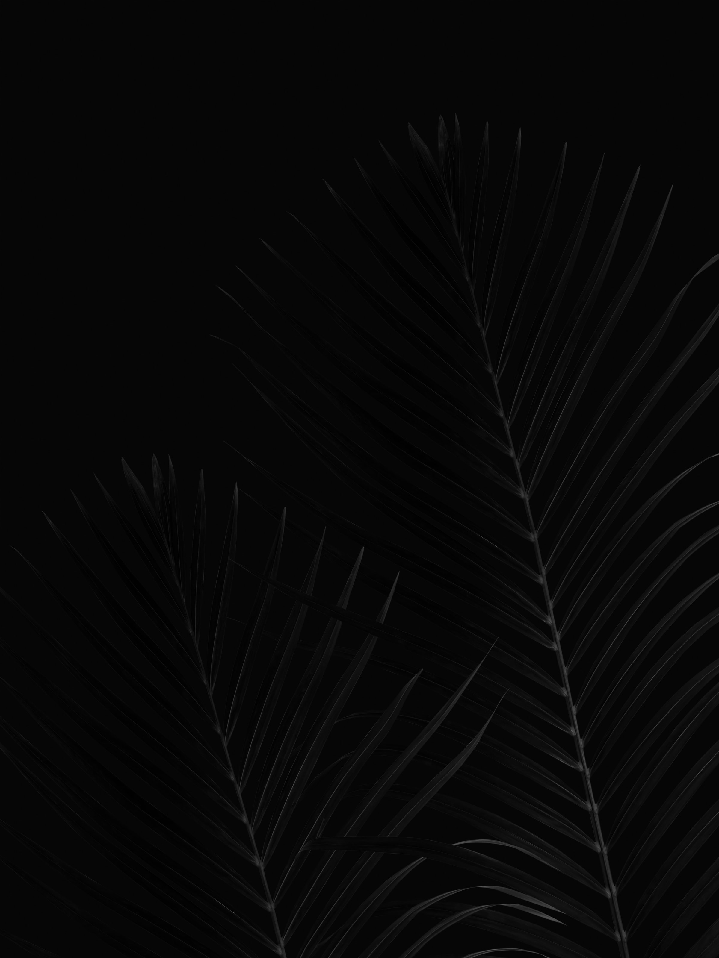Download mobile wallpaper Branches, Leaves, Chb, Palm, Bw for free.