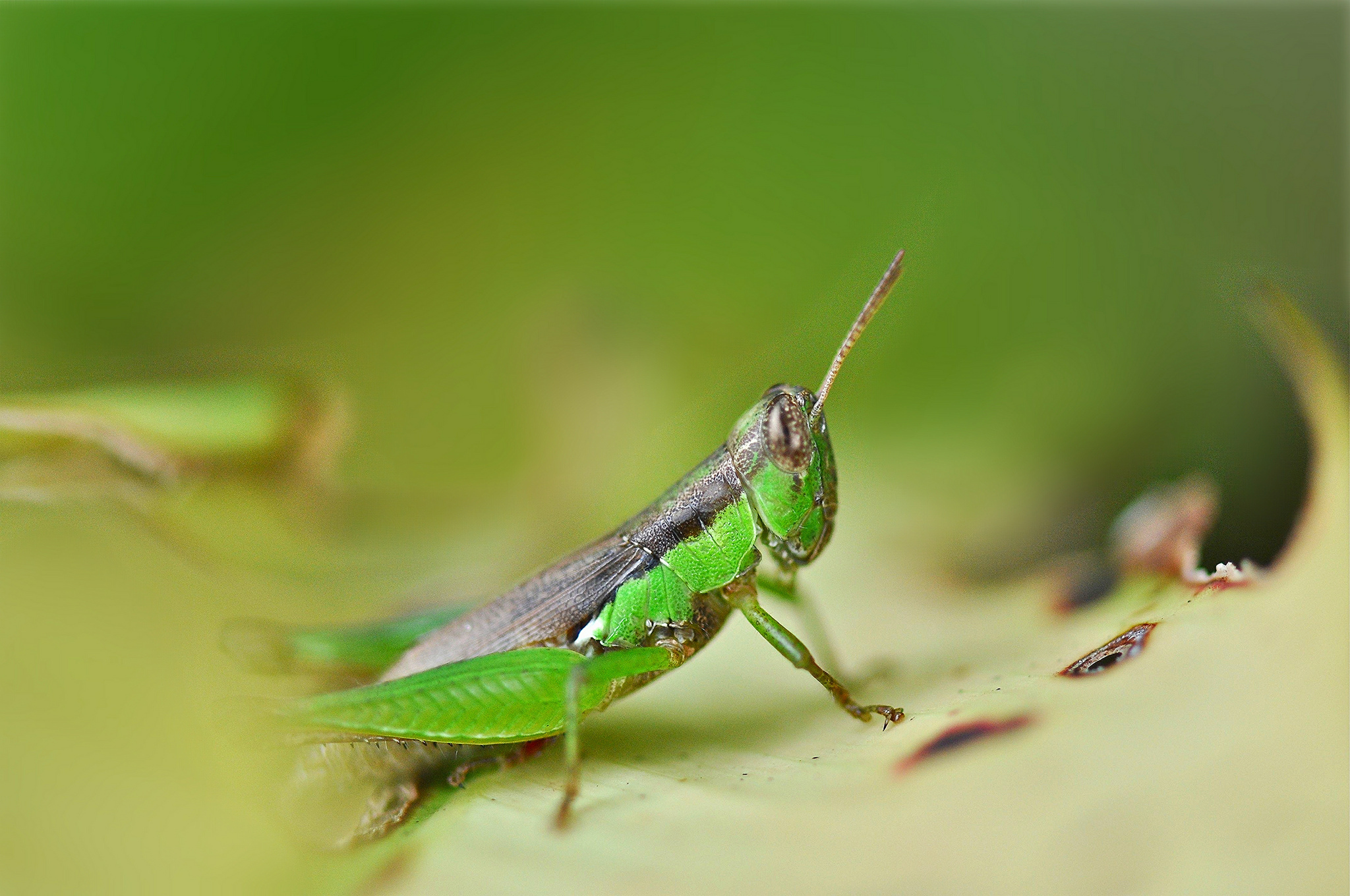 animal, grasshopper 8K
