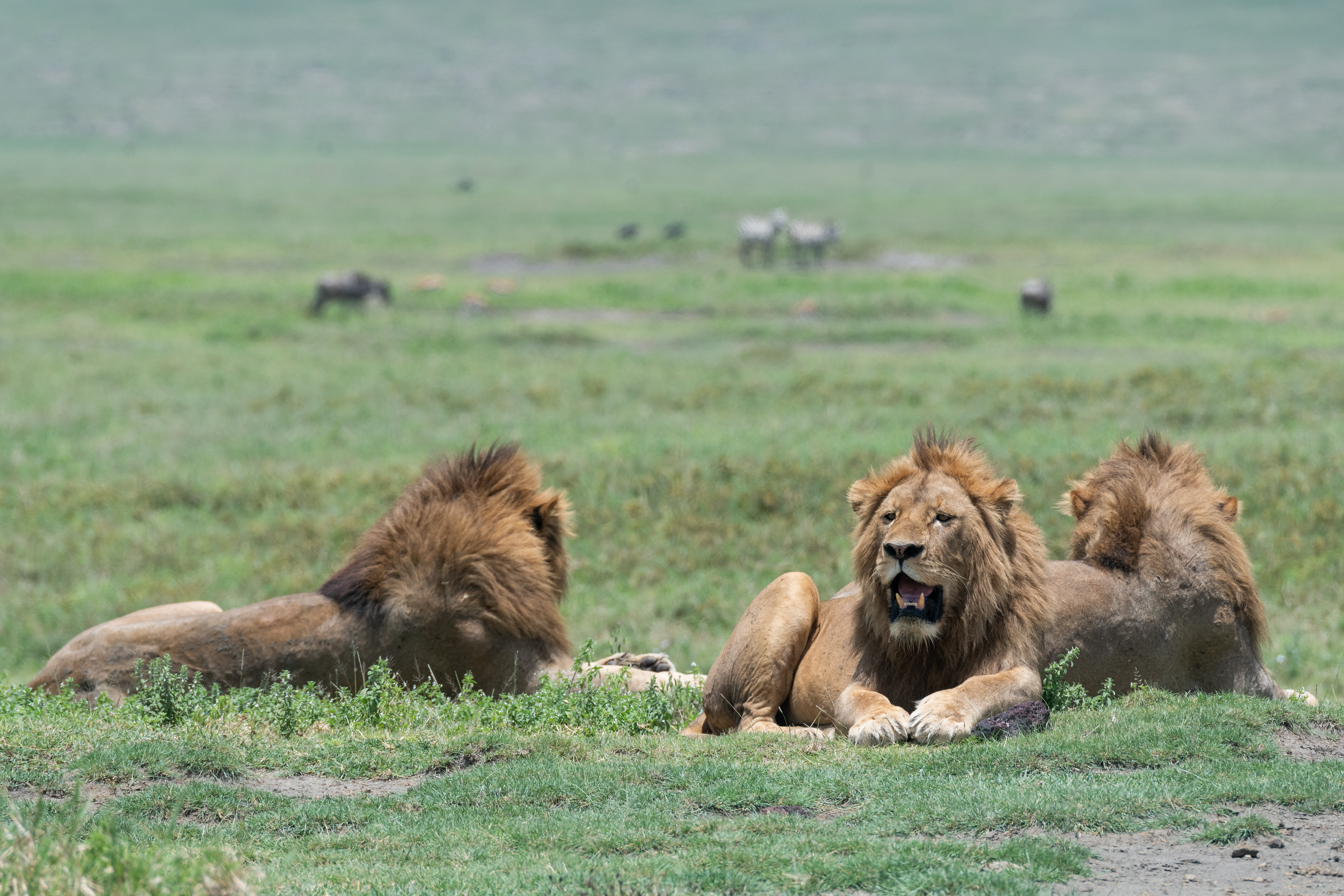Download mobile wallpaper To Fall, Grass, Animals, Mouth, Predators, Lion, Lions for free.