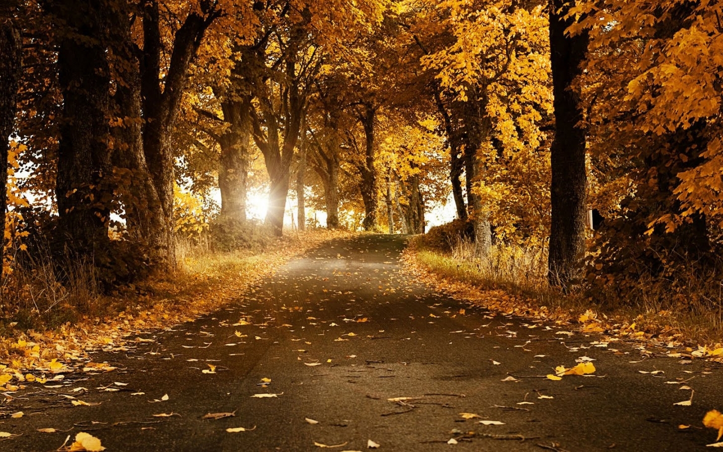 無料モバイル壁紙自然, オレンジ, 風景, 秋をダウンロードします。