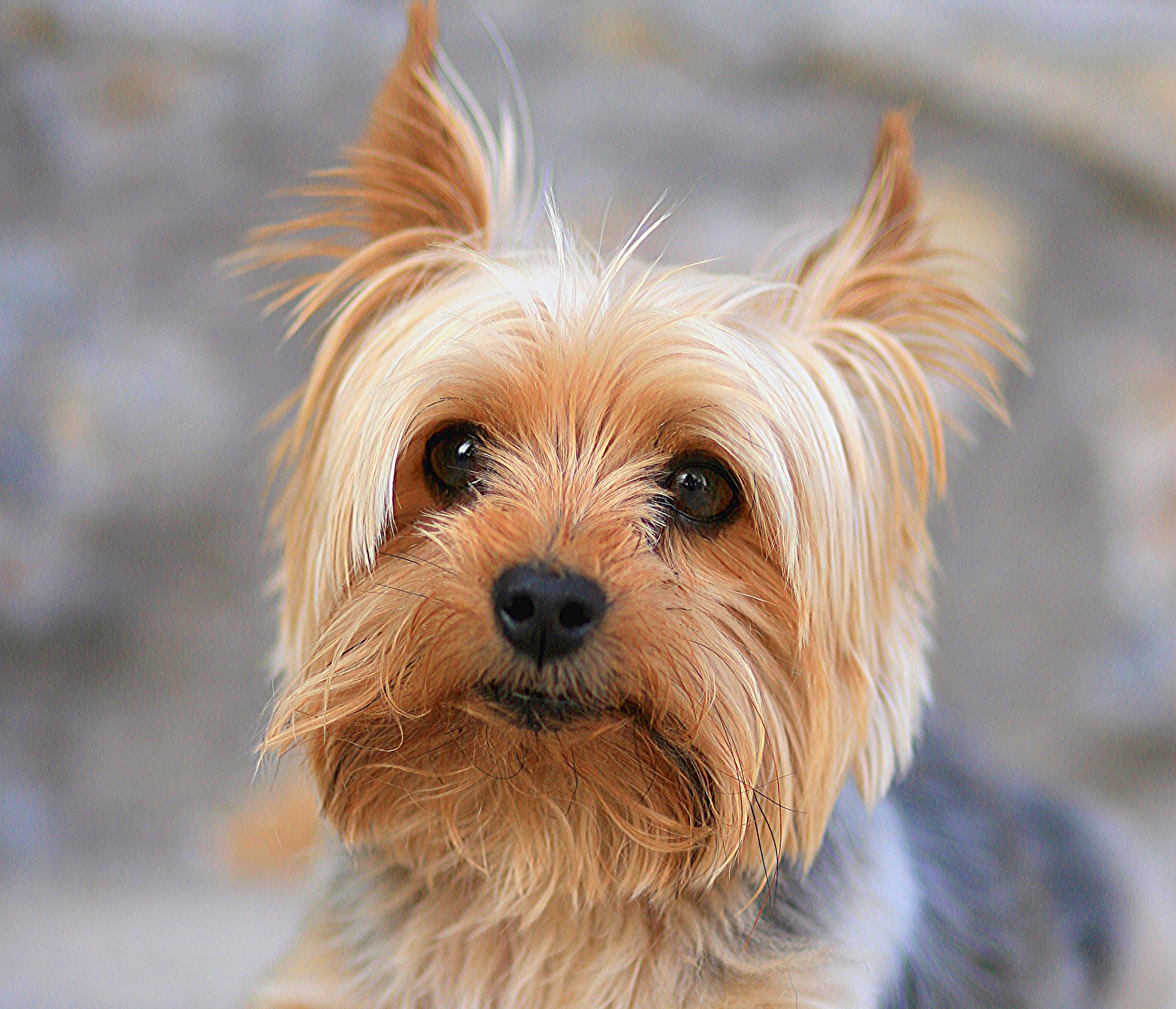 Mobile wallpaper yorkshire terrier, animal, close up, dog, dogs