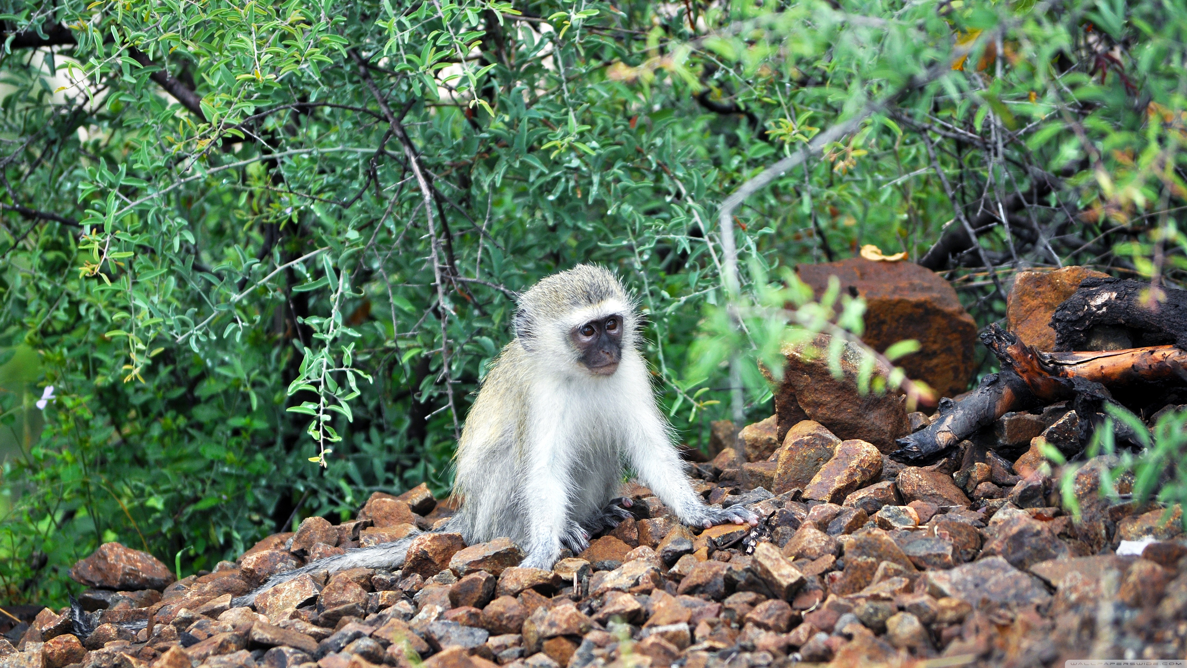 Monkeys  Free Stock Photos