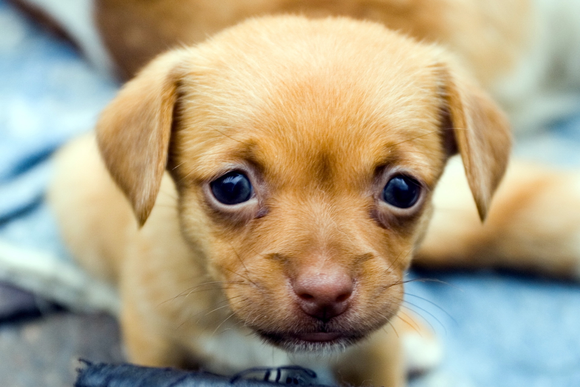 Download mobile wallpaper Tot, Kid, Animals, Muzzle, Puppy, Eyes for free.