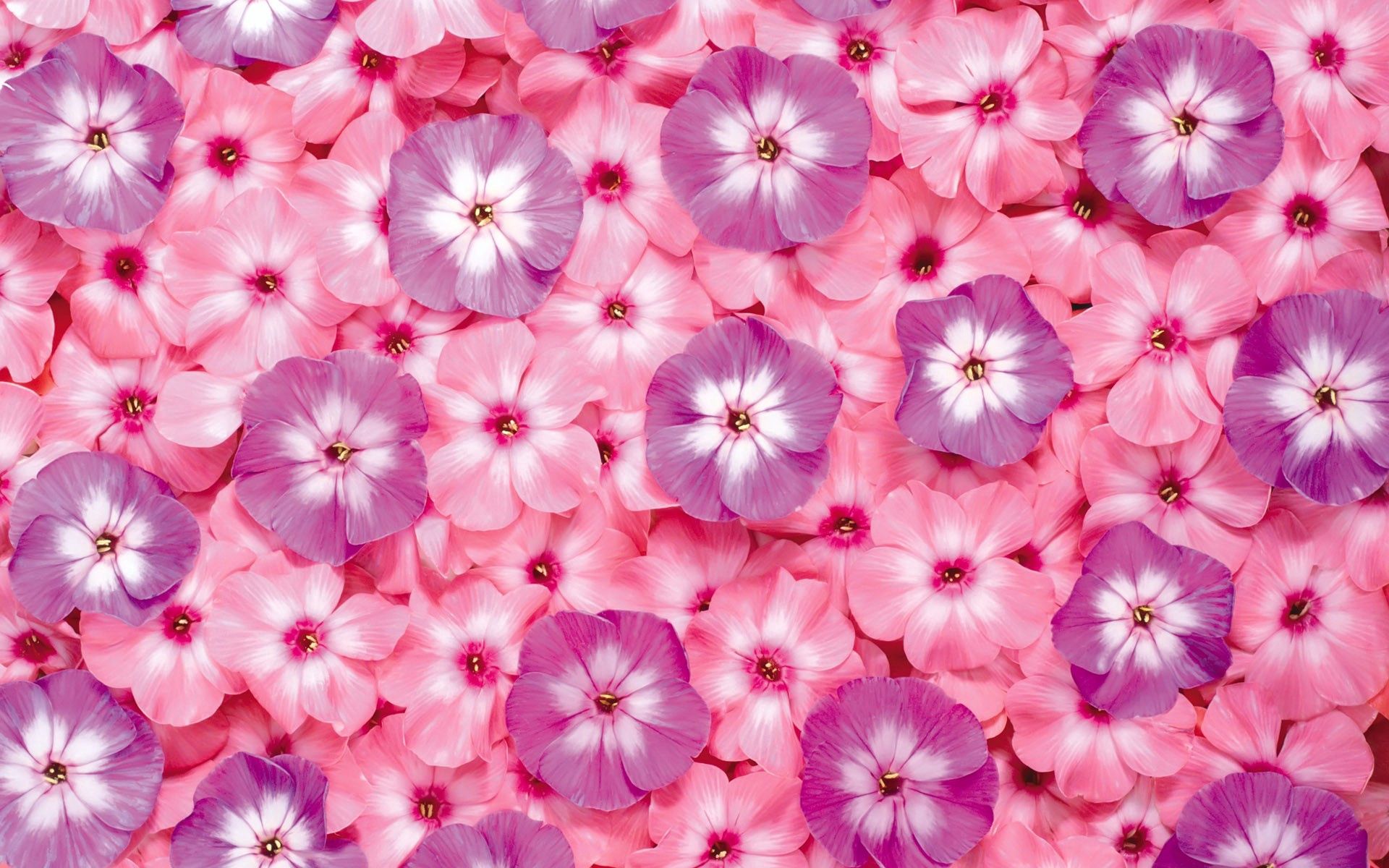 pink, bright, flowers, lilac, purple, small