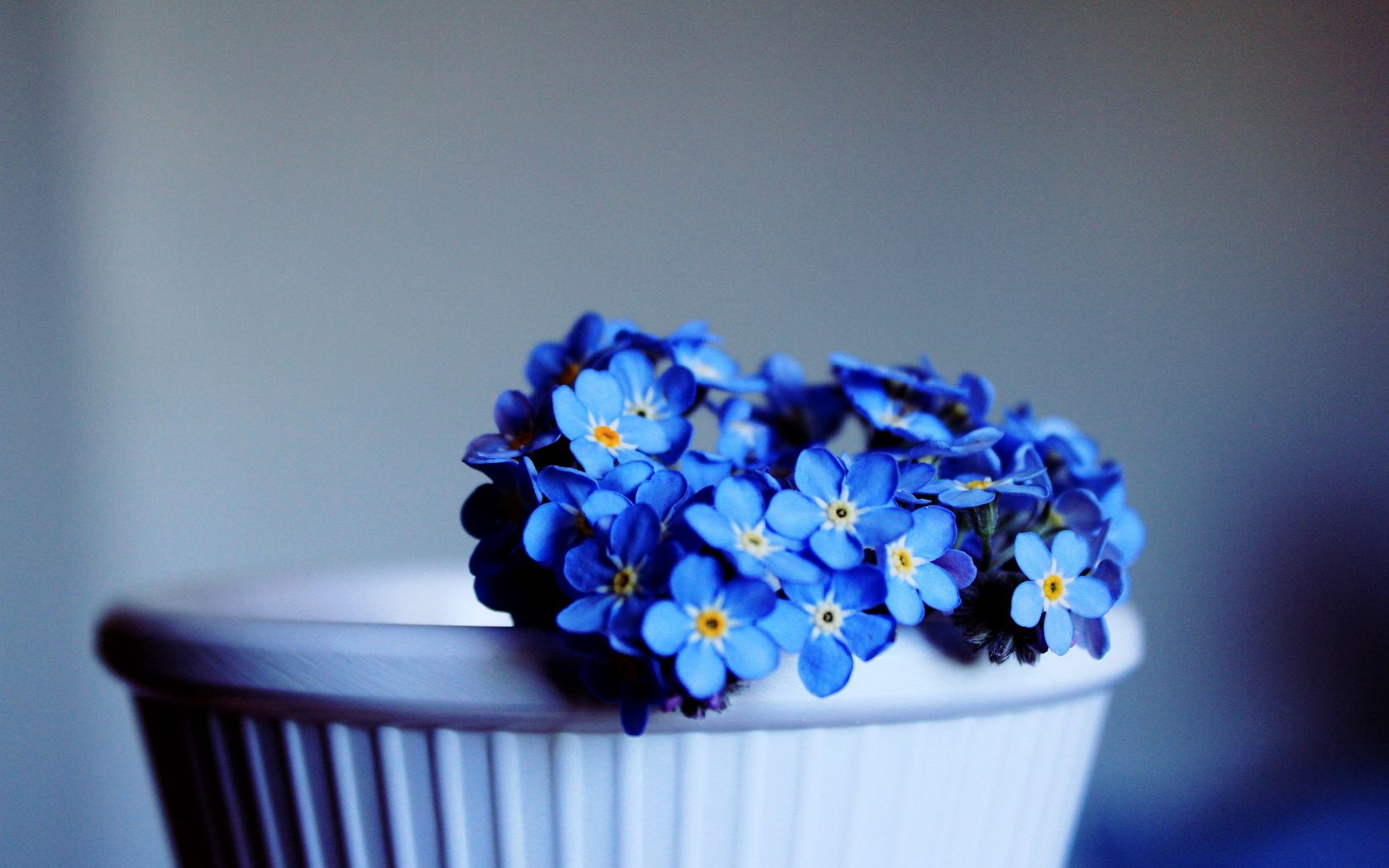 flowers, close up, pot, forget me nots wallpapers for tablet