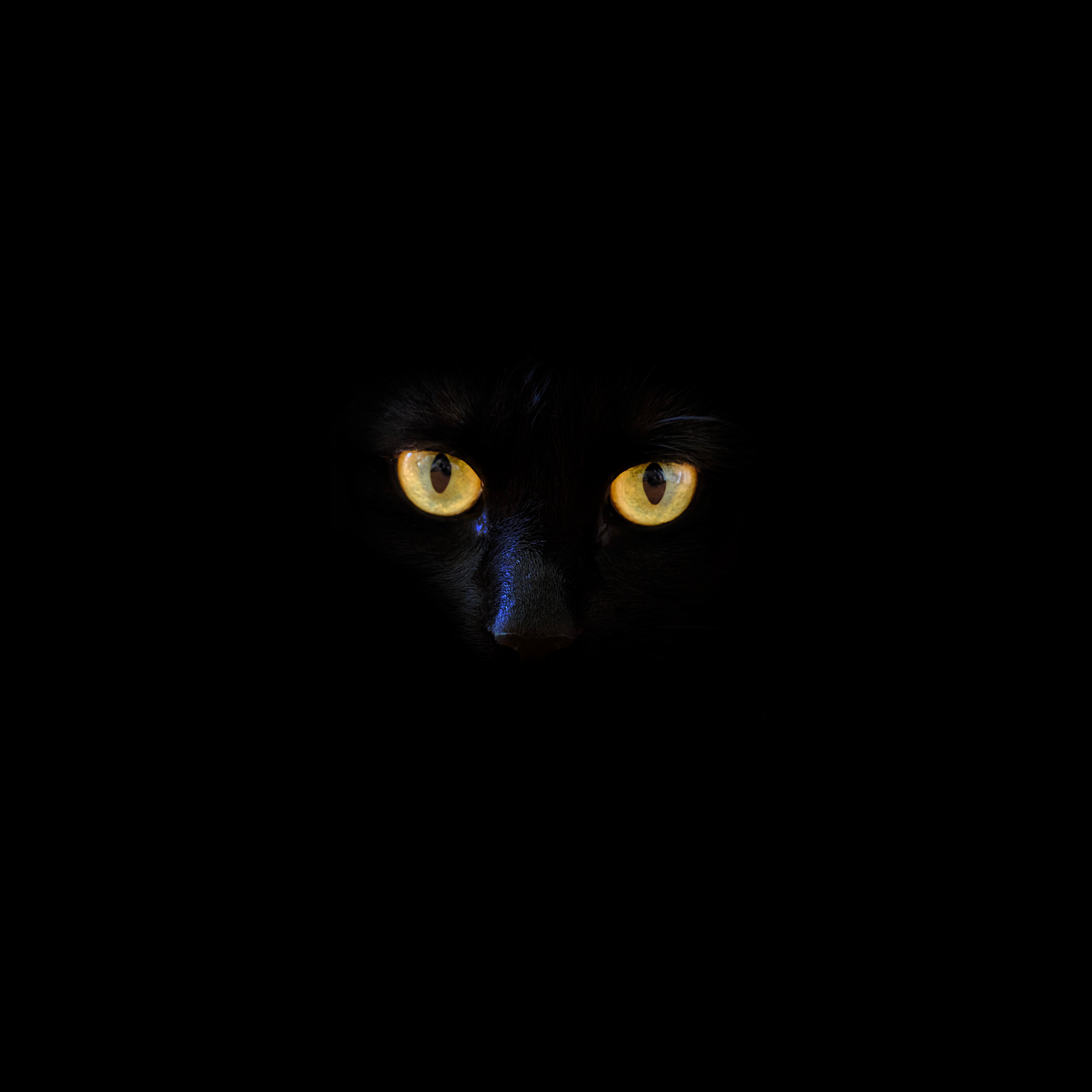 78528 Hintergrundbild herunterladen schwarz, der kater, katze, augen, dunkelheit, schwarzer kater, black cat - Bildschirmschoner und Bilder kostenlos