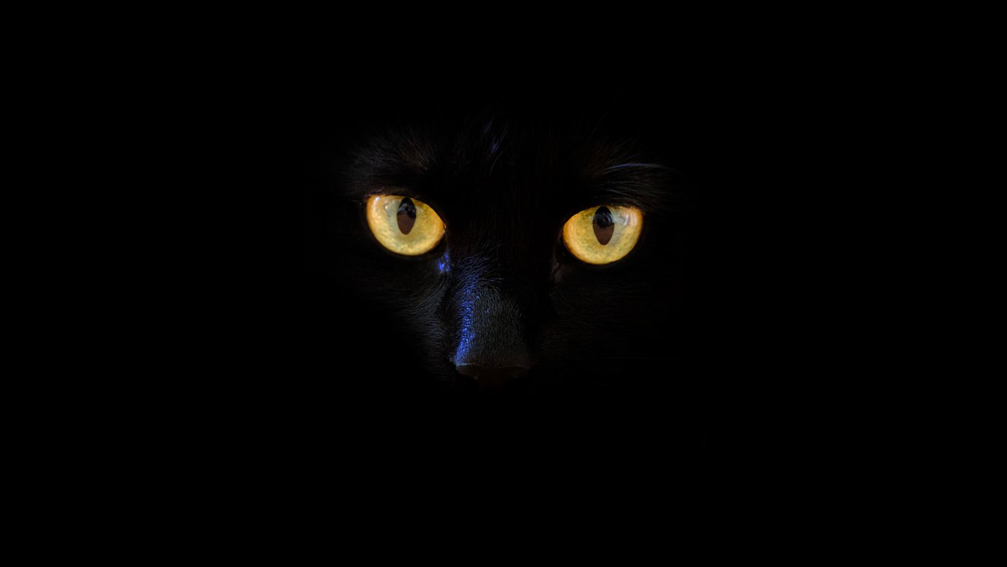 Black cat wallpaper. Чёрный кот. Черная кошка в темноте. Кошачьи глаза в темноте. Кошачьи глаза на темном фоне.