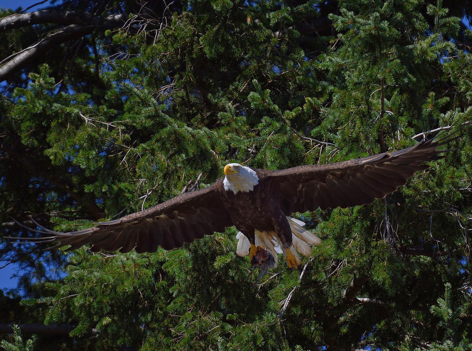 124593 скачать обои белоголовый орлан, птица, животные, хищник, деревья, полет - заставки и картинки бесплатно