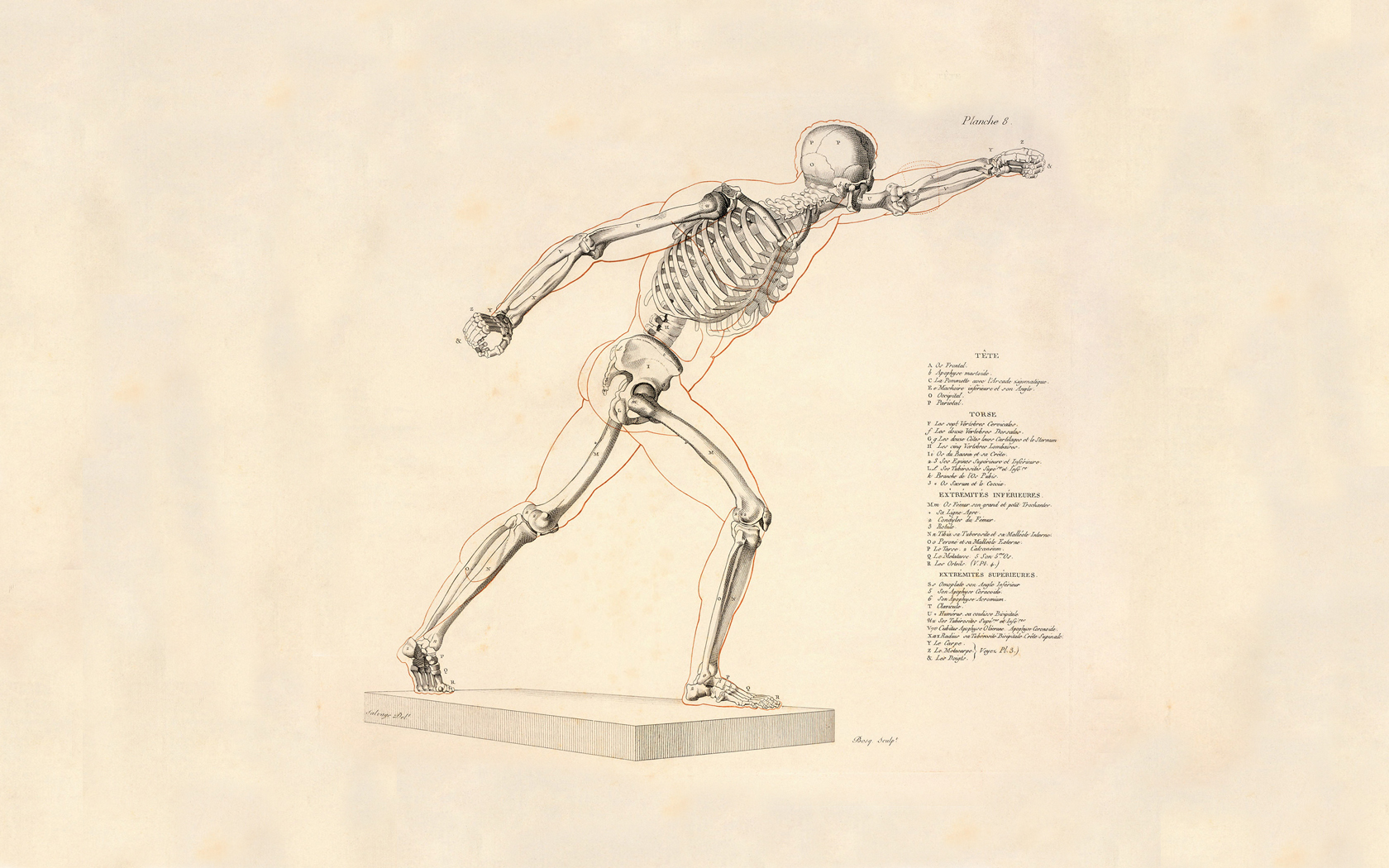245292壁紙のダウンロード芸術的, 解剖学, スケルトン-スクリーンセーバーと写真を無料で