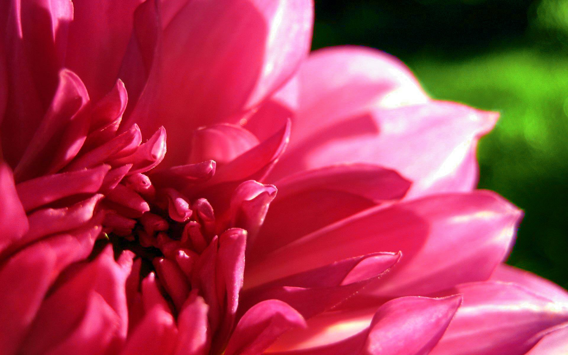 dahlia, earth, flower, nature, pastel, pink, flowers High Definition image
