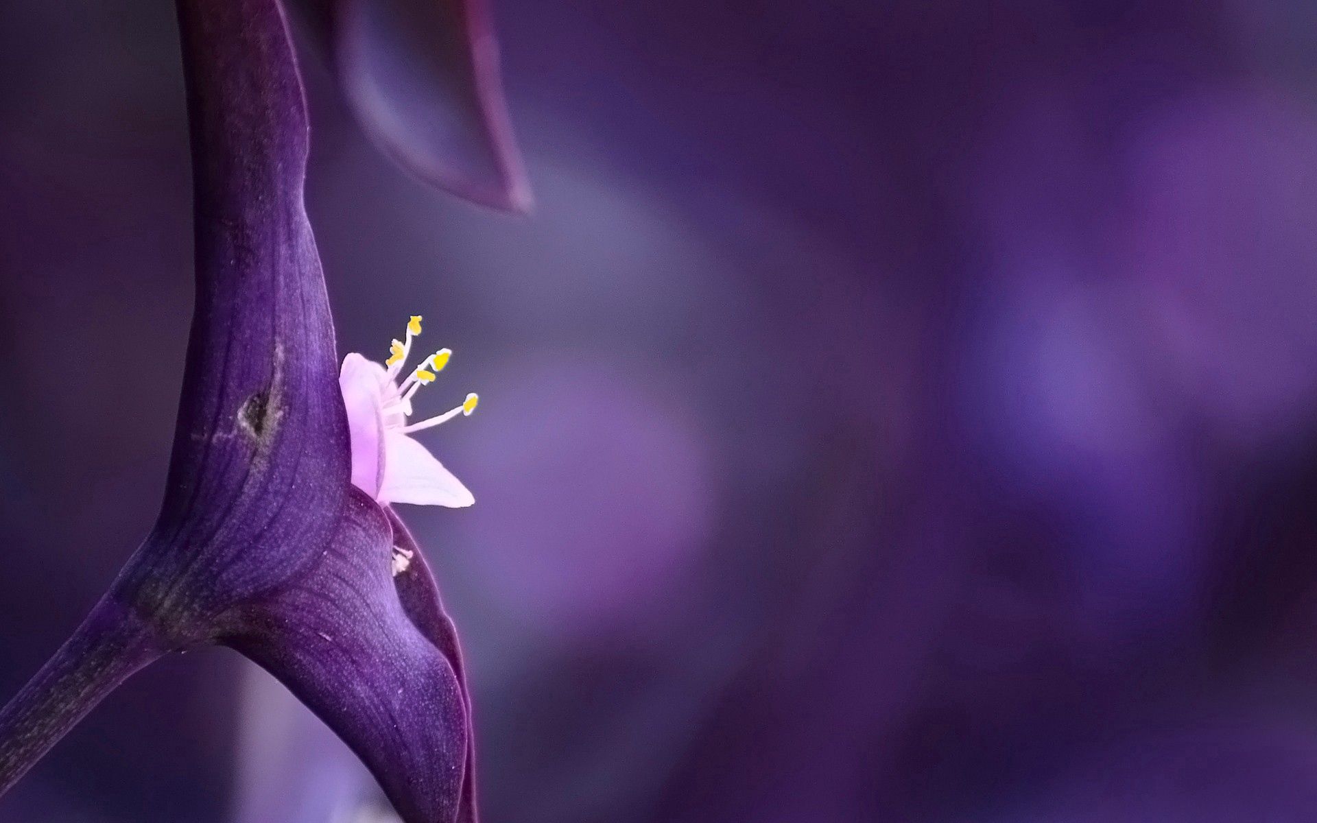 desktop Images petals, flower, plant, macro, light, light coloured
