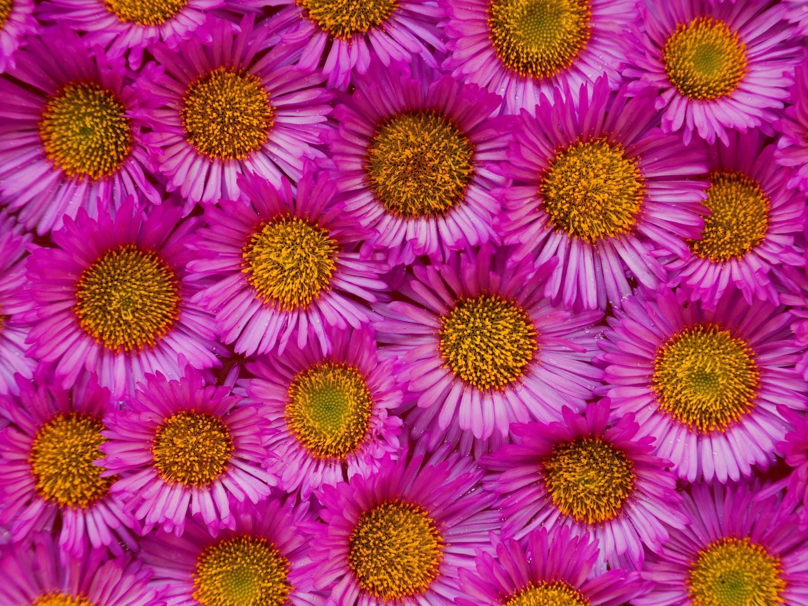 Descarga gratuita de fondo de pantalla para móvil de Flores, Plantas, Fondo, Violeta.