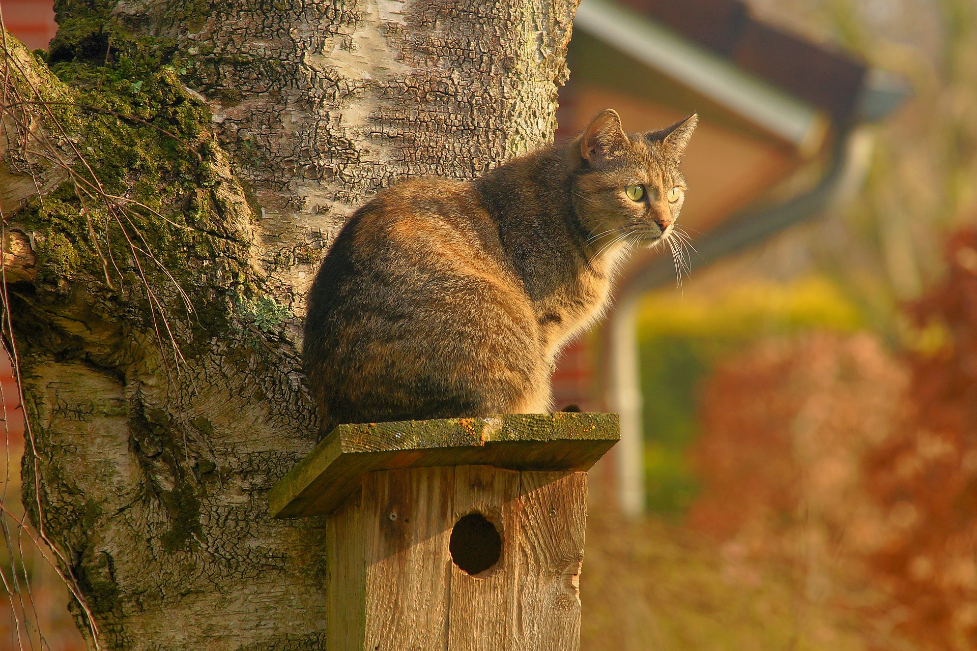 Кошки не птицы рф. Деревенская кошка. Кот в скворечнике. Кот в деревне. Кошка в саду.