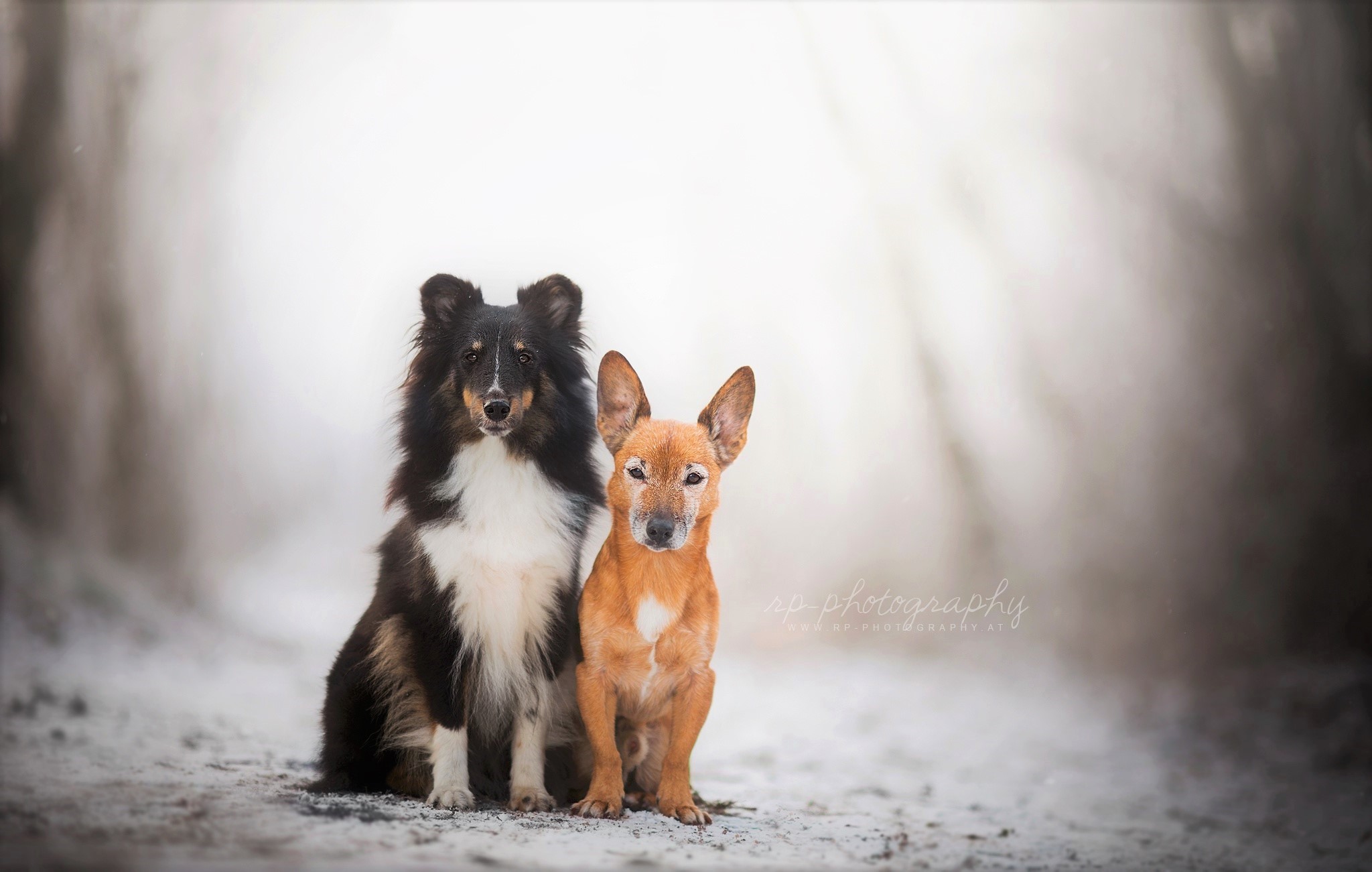 animal, dog, cute, shetland sheepdog, snow, winter, dogs