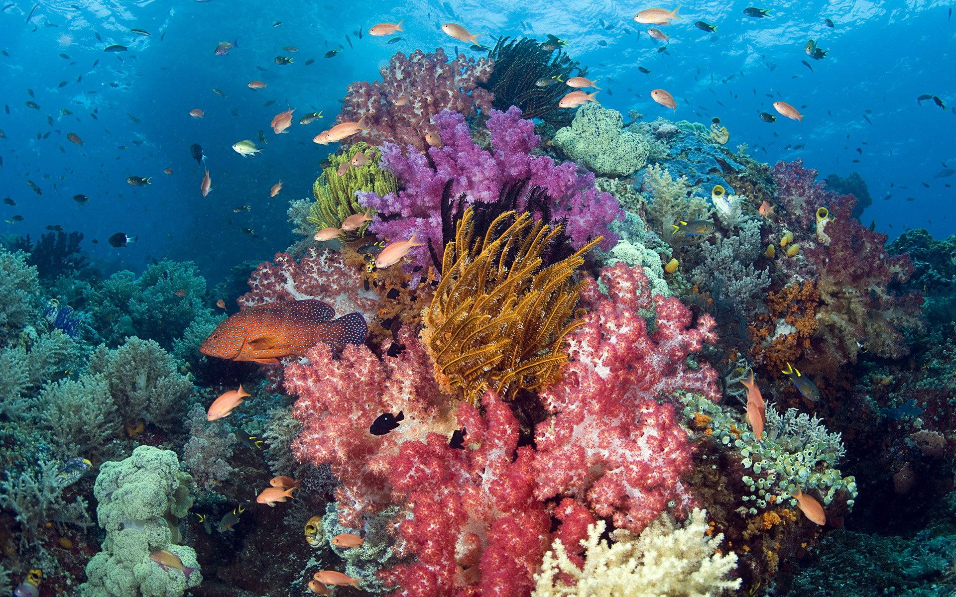543654 скачать картинку кораллы, рыба, животные, морская жизнь, подводный - обои и заставки бесплатно