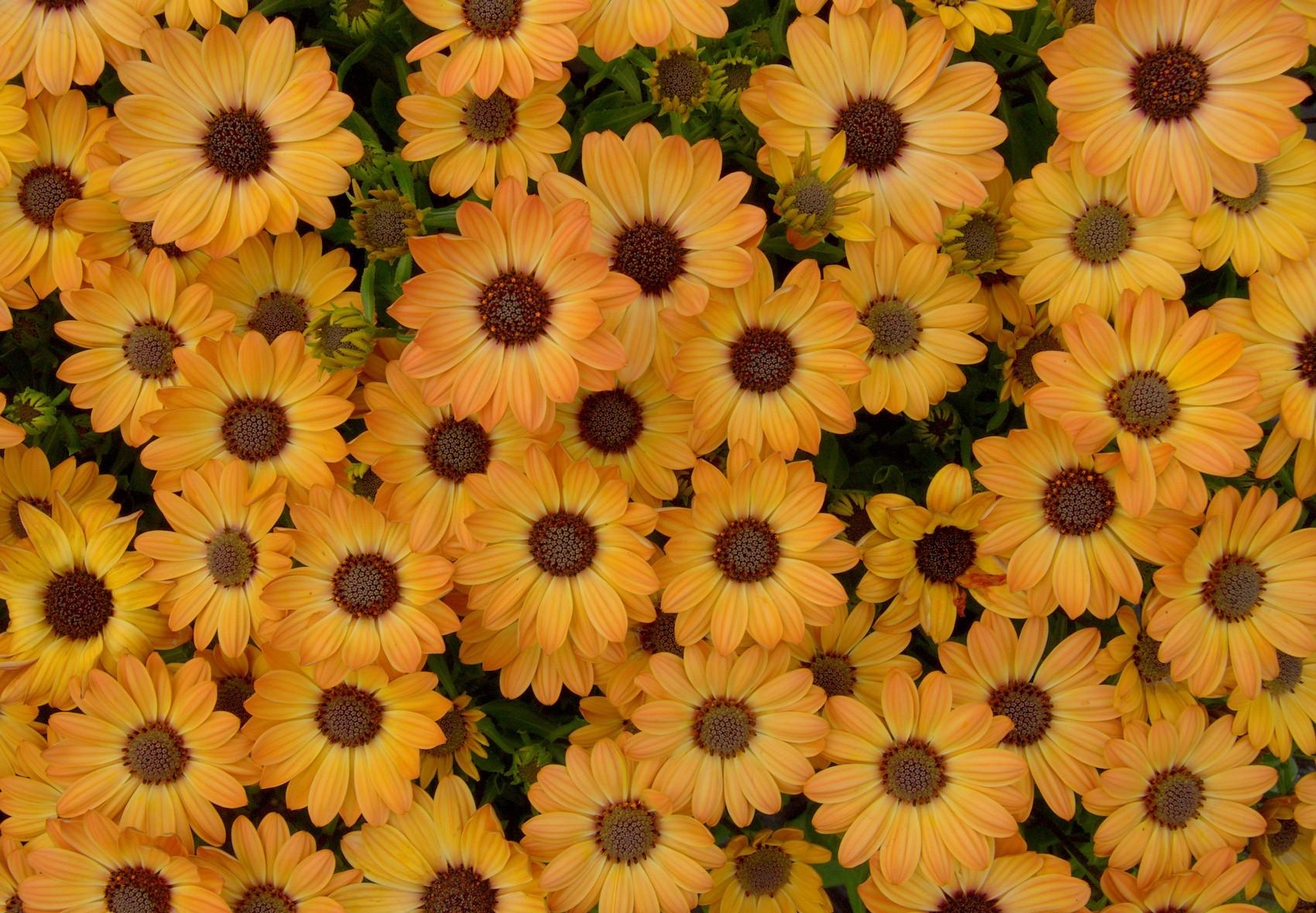 petals, flowers, yellow, flower bed, flowerbed, dimorfoteka, dimorphotheque 1080p