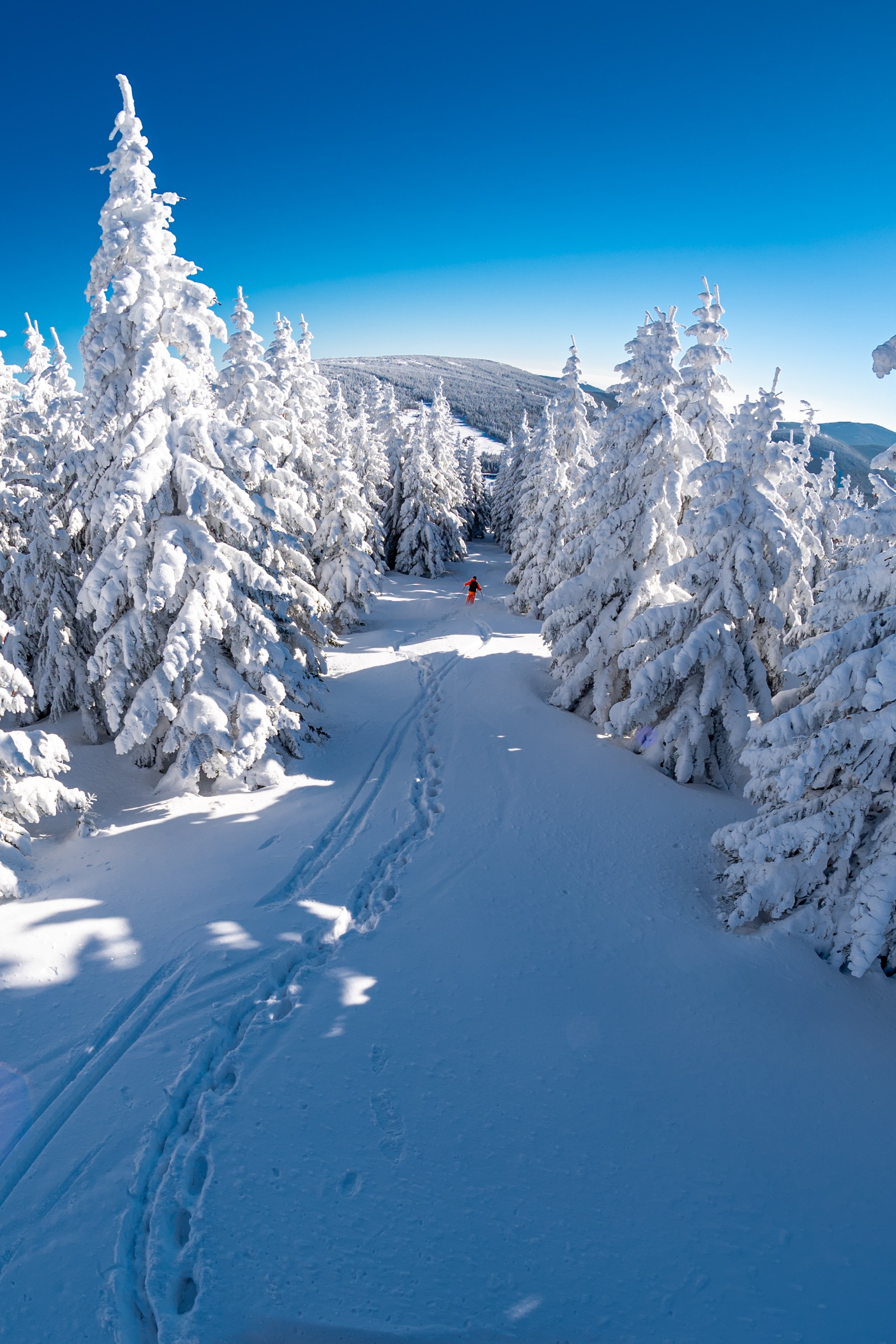 snow, trees, winter, mountain, miscellanea, miscellaneous, descent, skier Smartphone Background