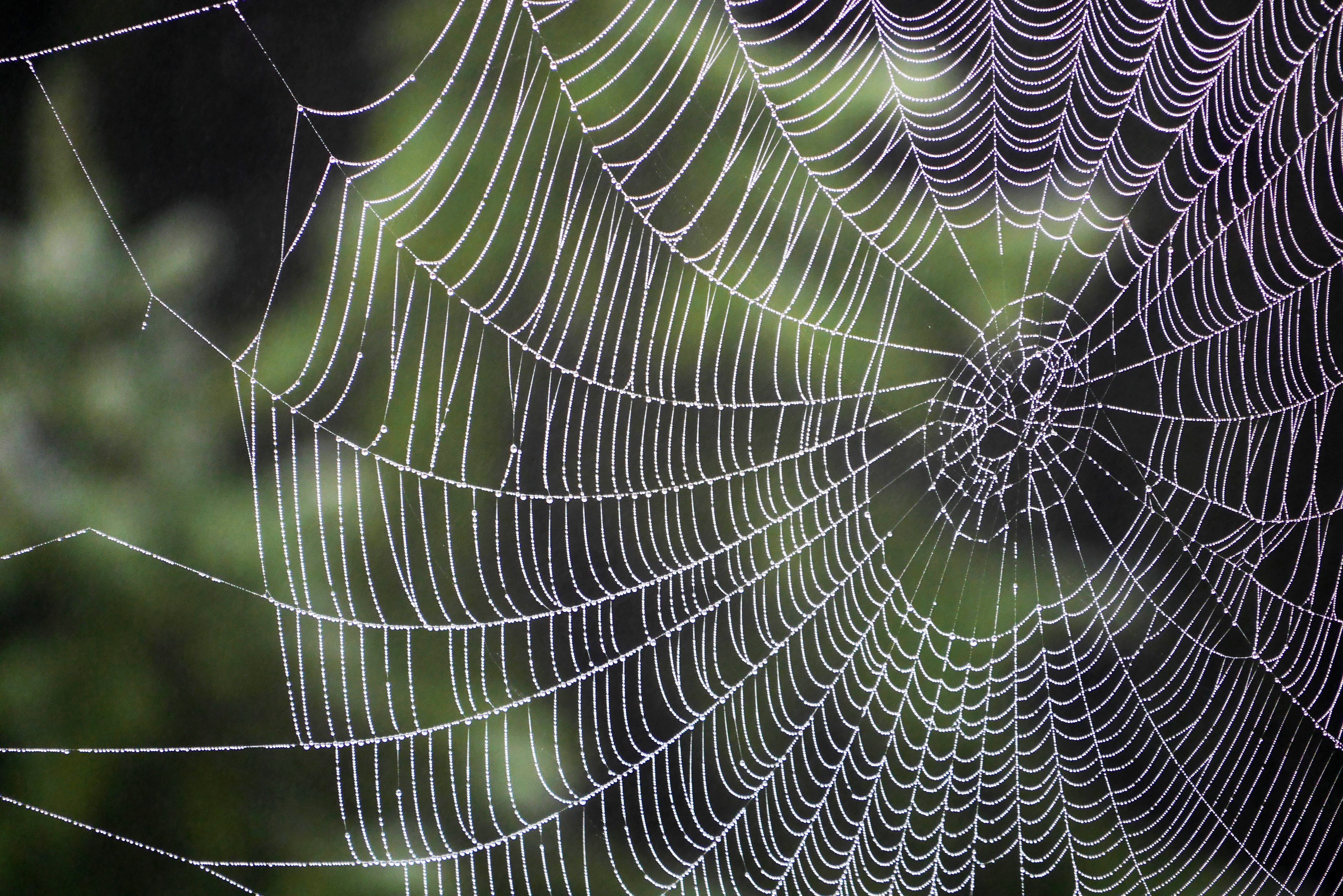 web, drops, macro, weaving, braiding